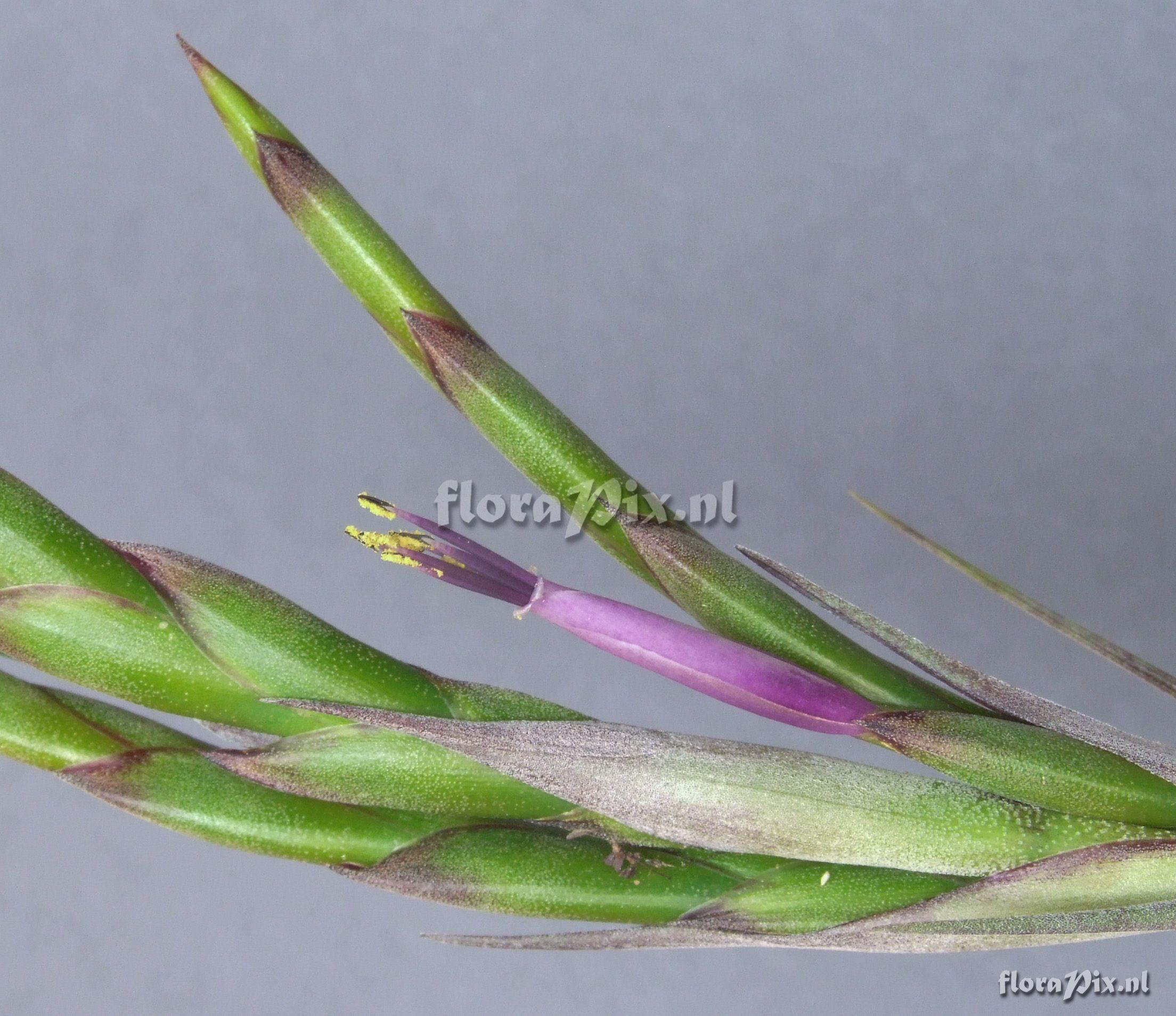 Tillandsia parvispica