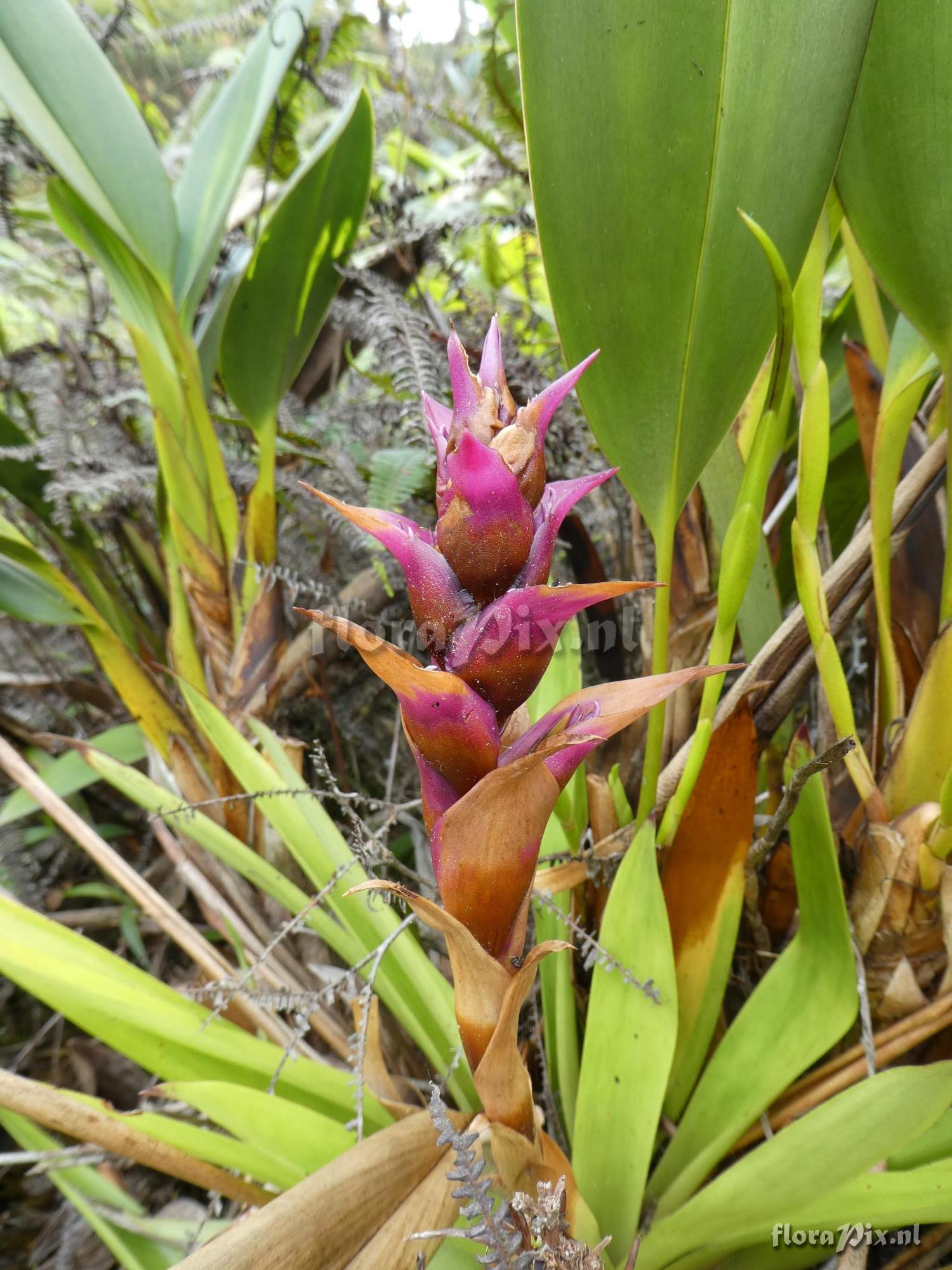 Mezobromelia verecunda