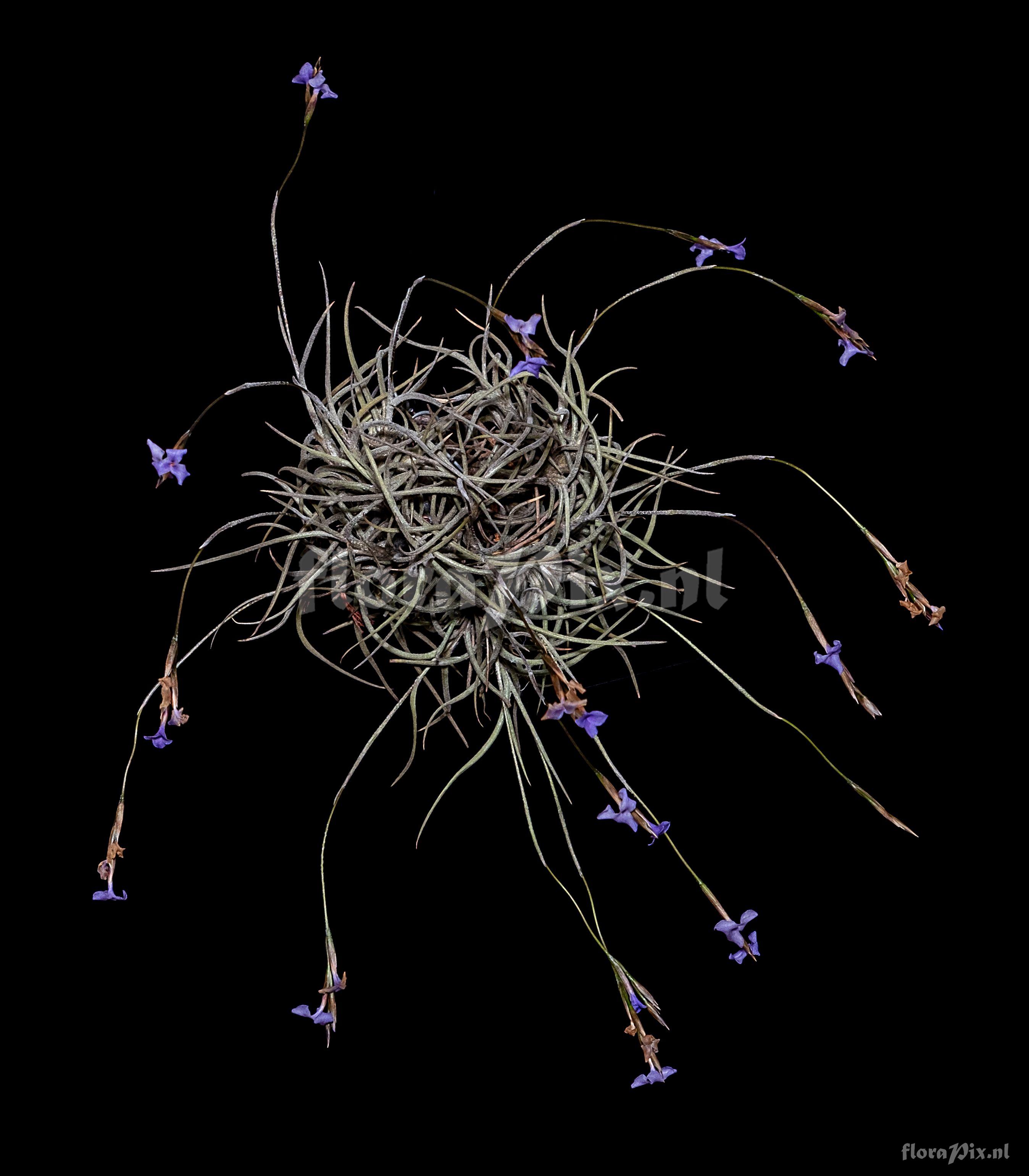 Tillandsia bandensis