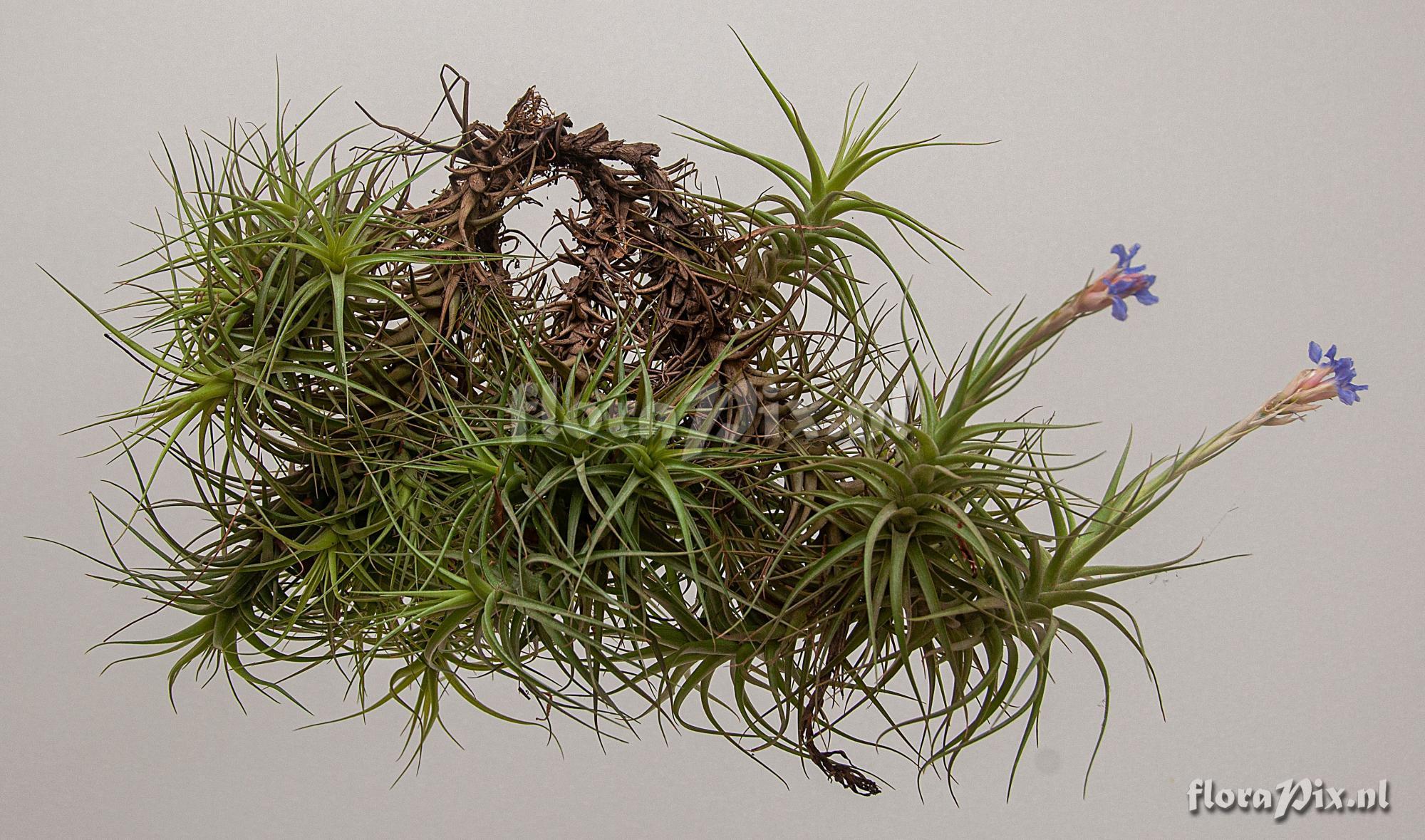 Tillandsia bergeri