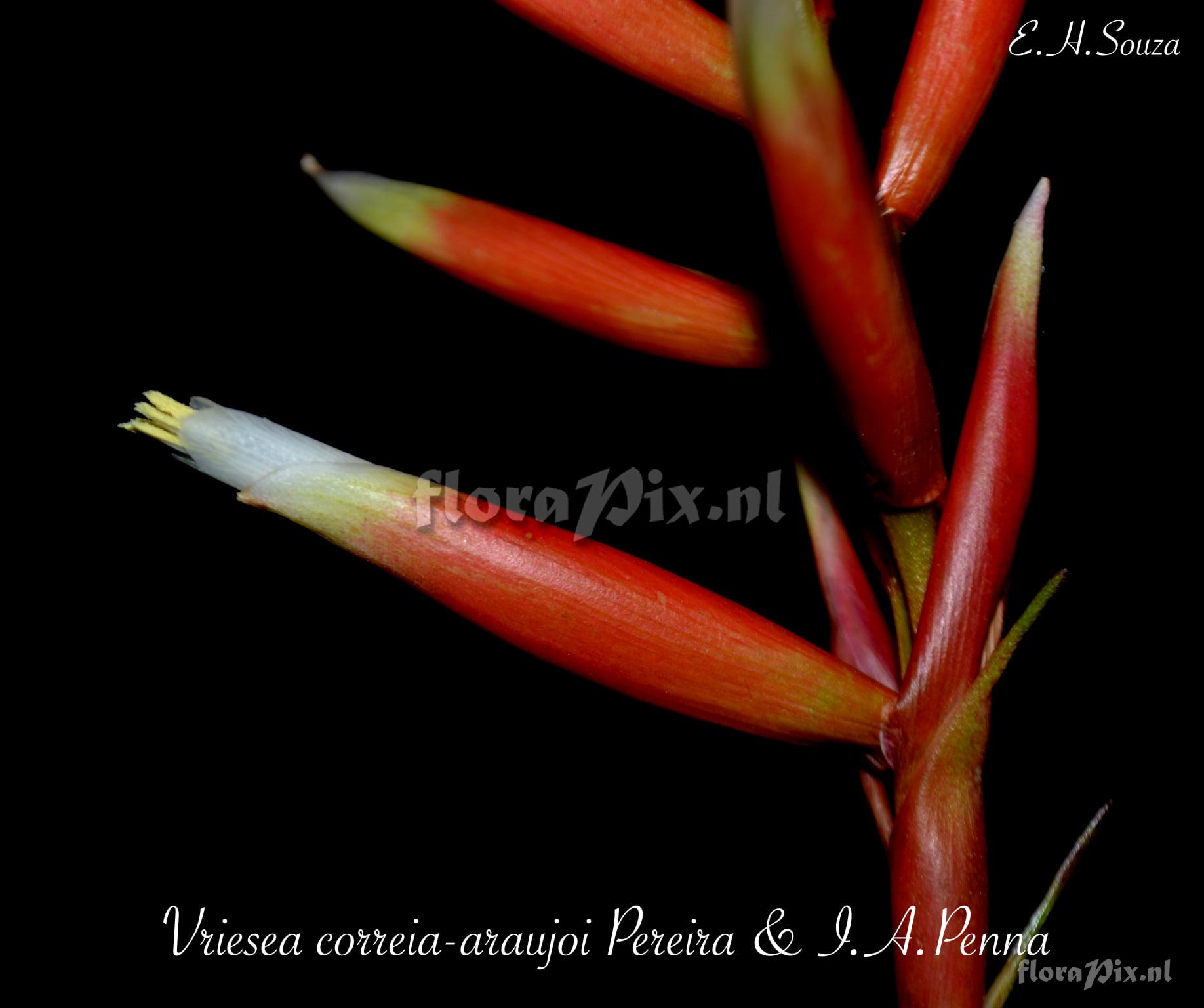 Vriesea correiaaraujoi