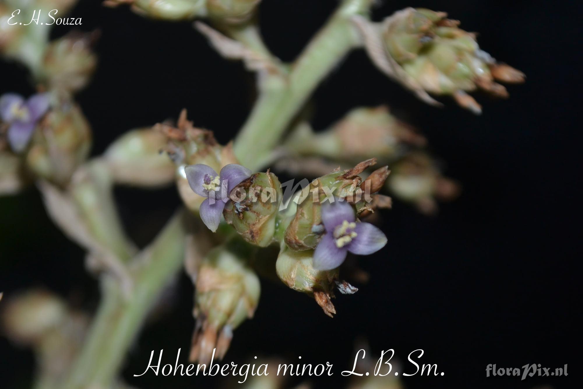 Hohenbergia minor