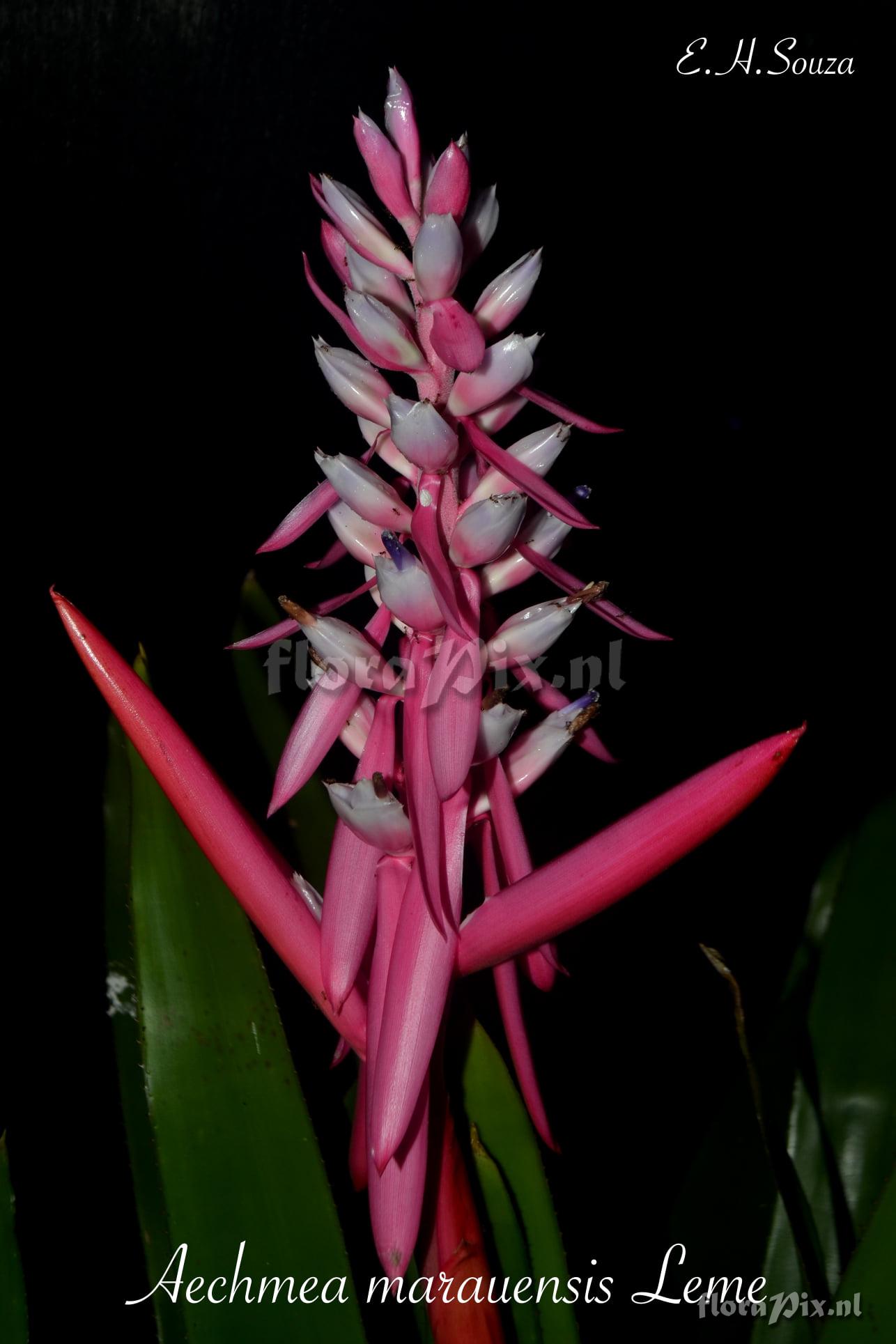 Aechmea marauensis