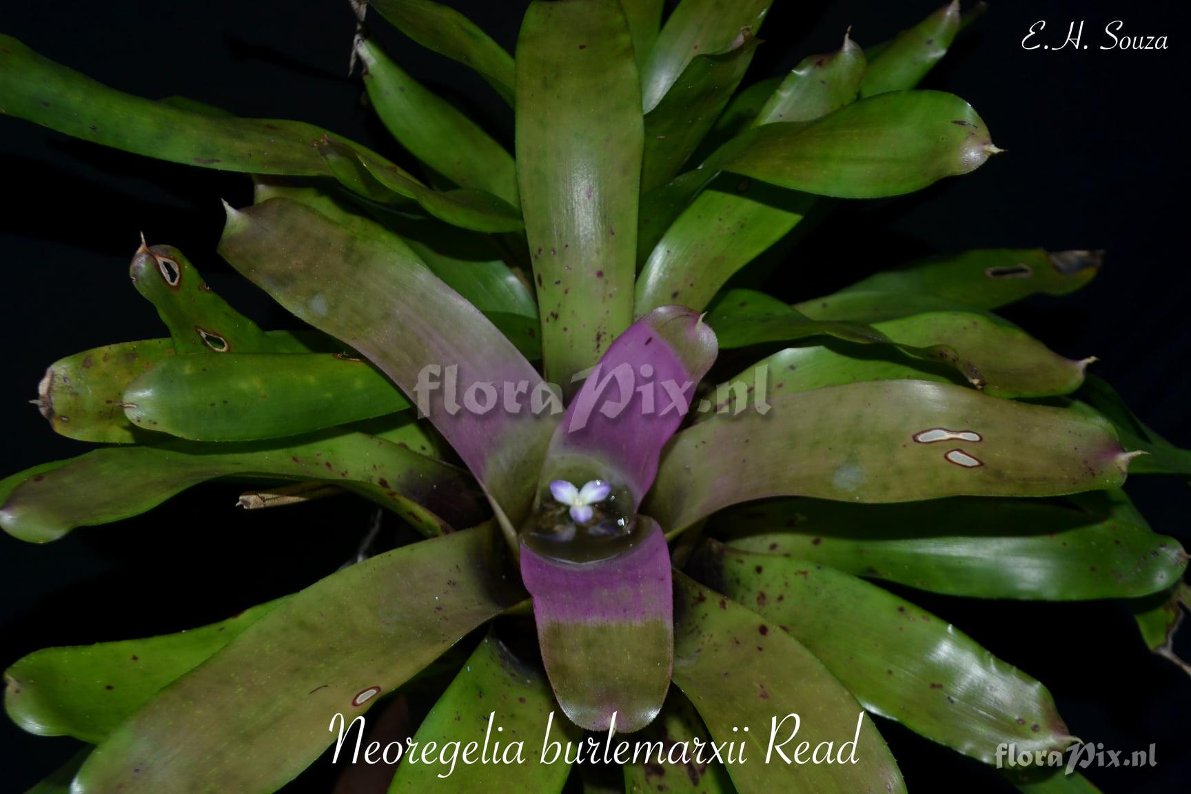 Neoregelia burlemarxii