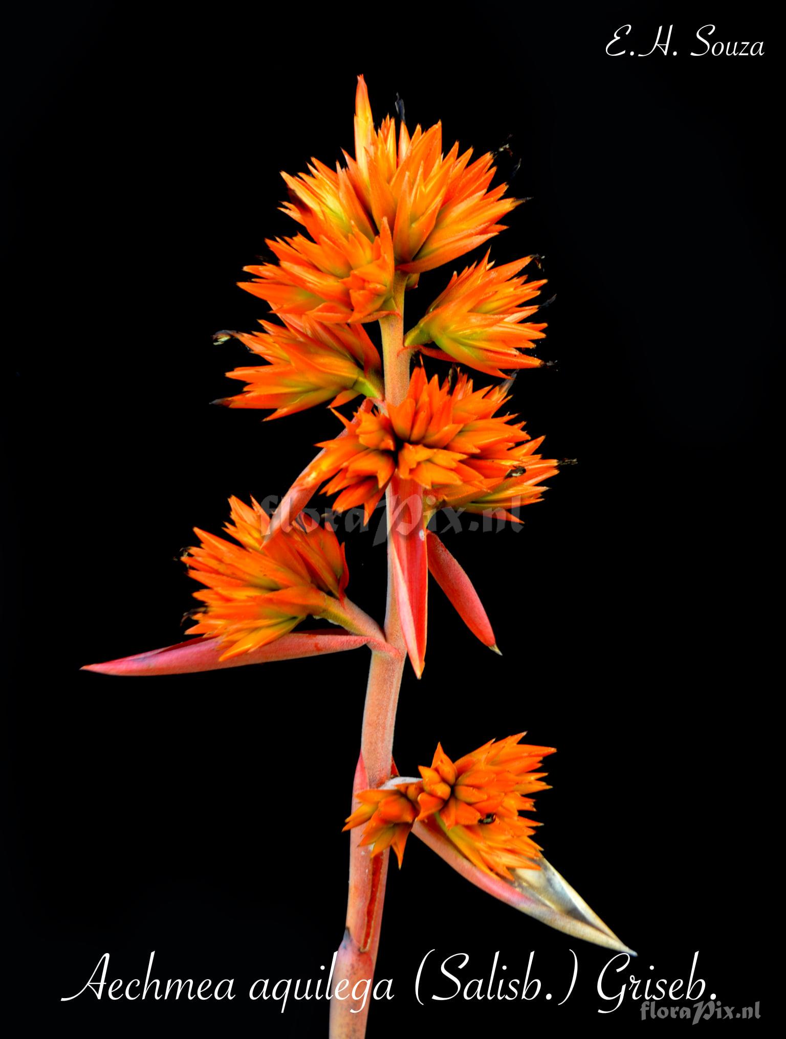 Aechmea aquilega