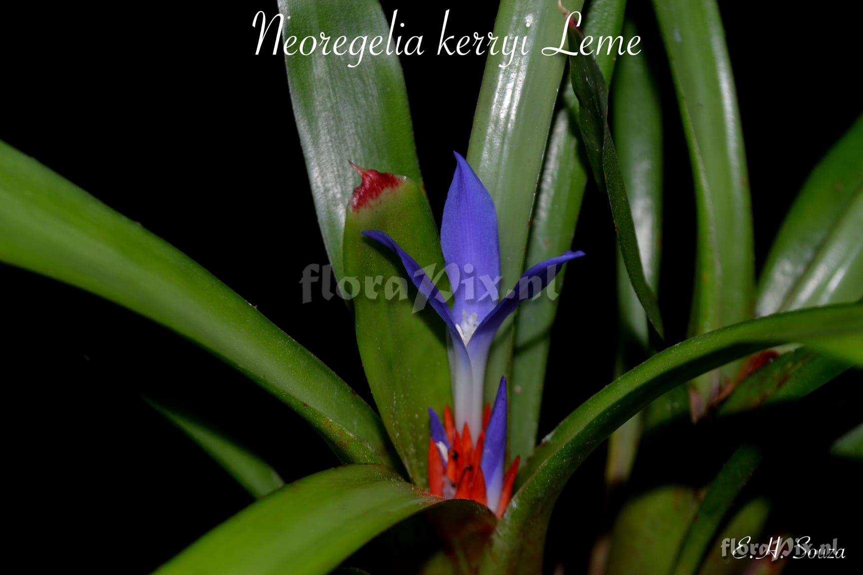 Neoregelia kerryi