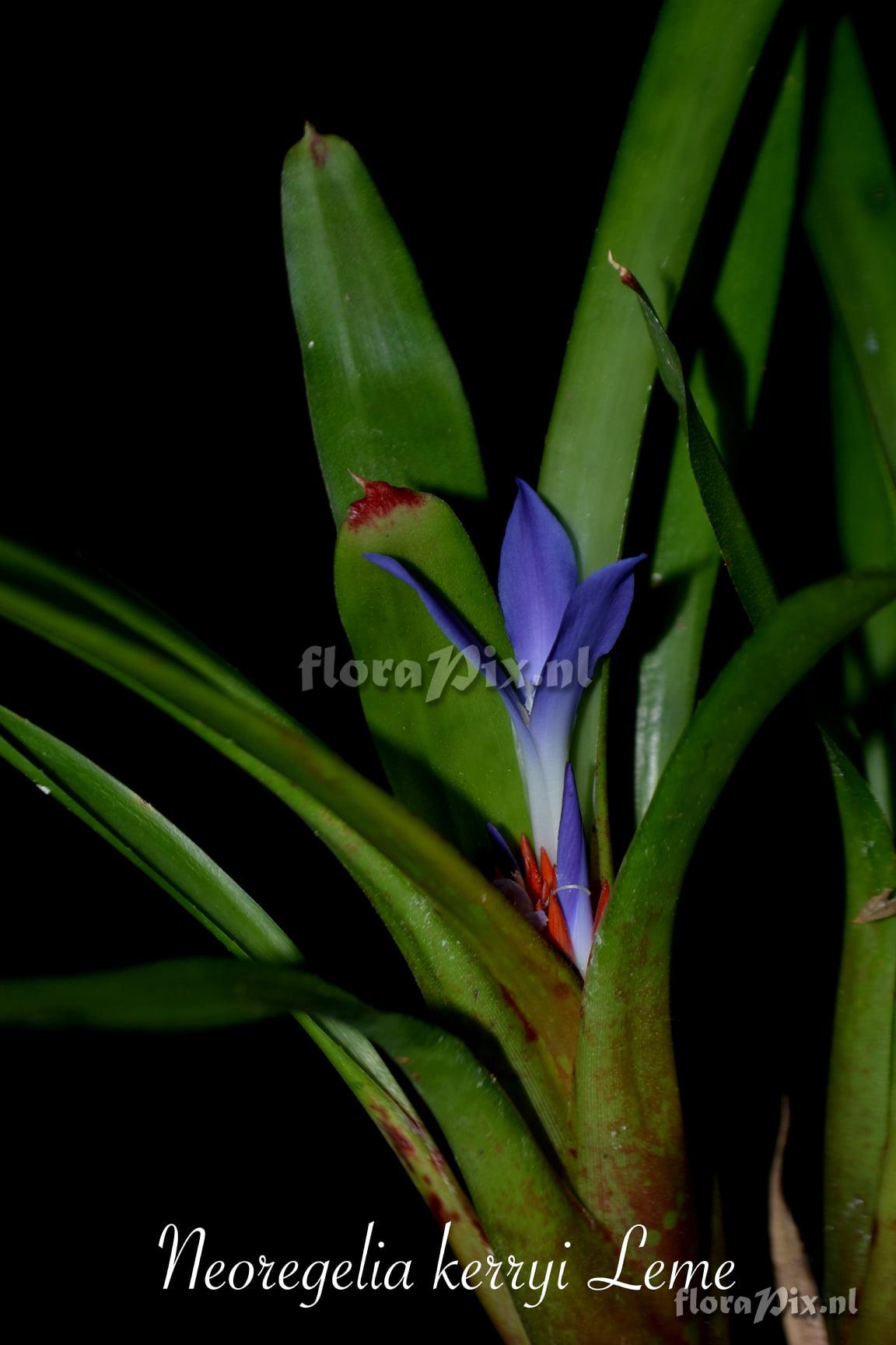 Neoregelia kerryi