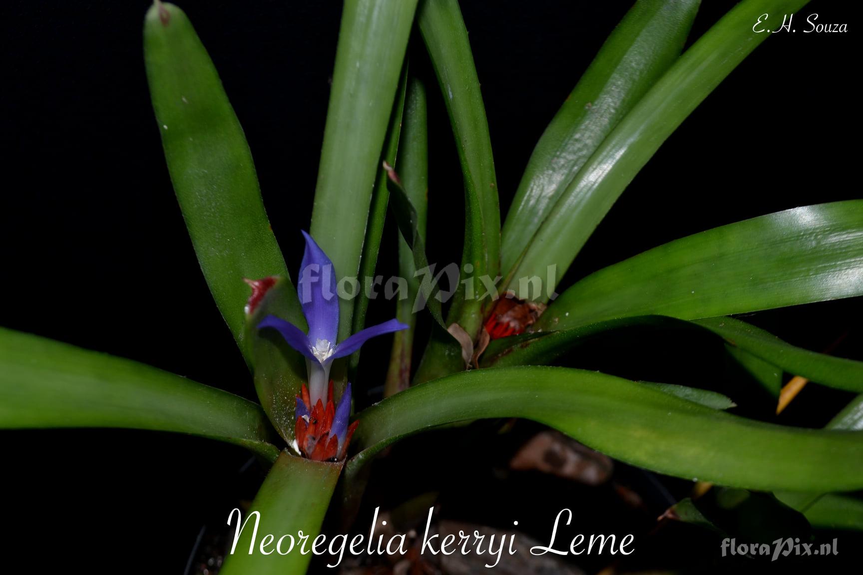 Neoregelia kerryi