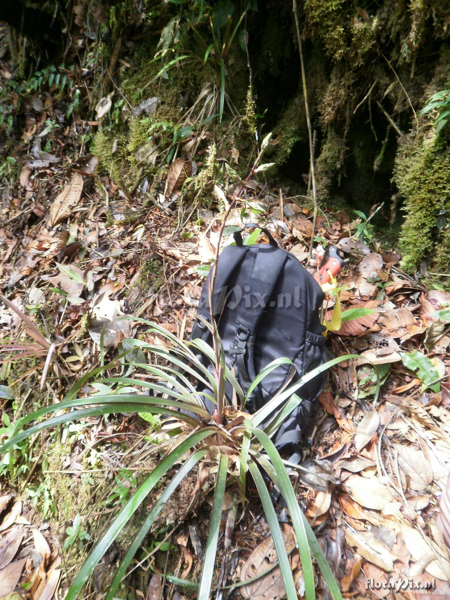 Guzmania henniae