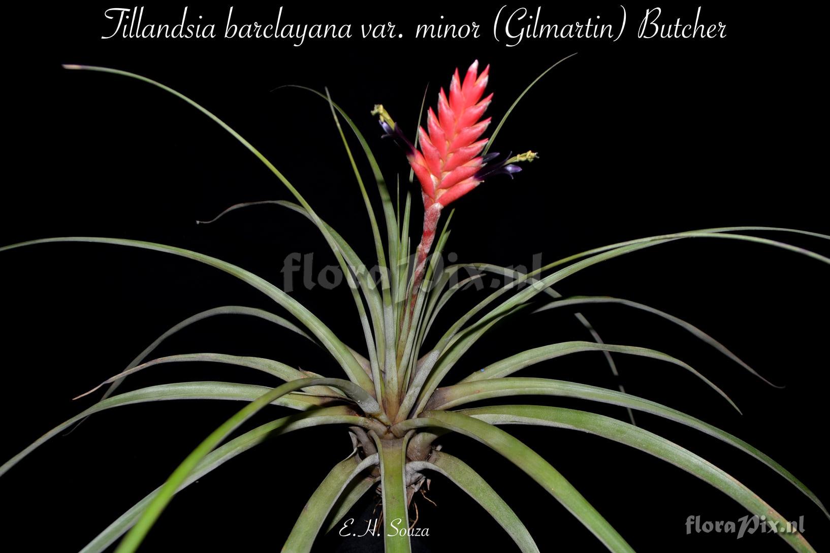 Tillandsia barclayana var. minor