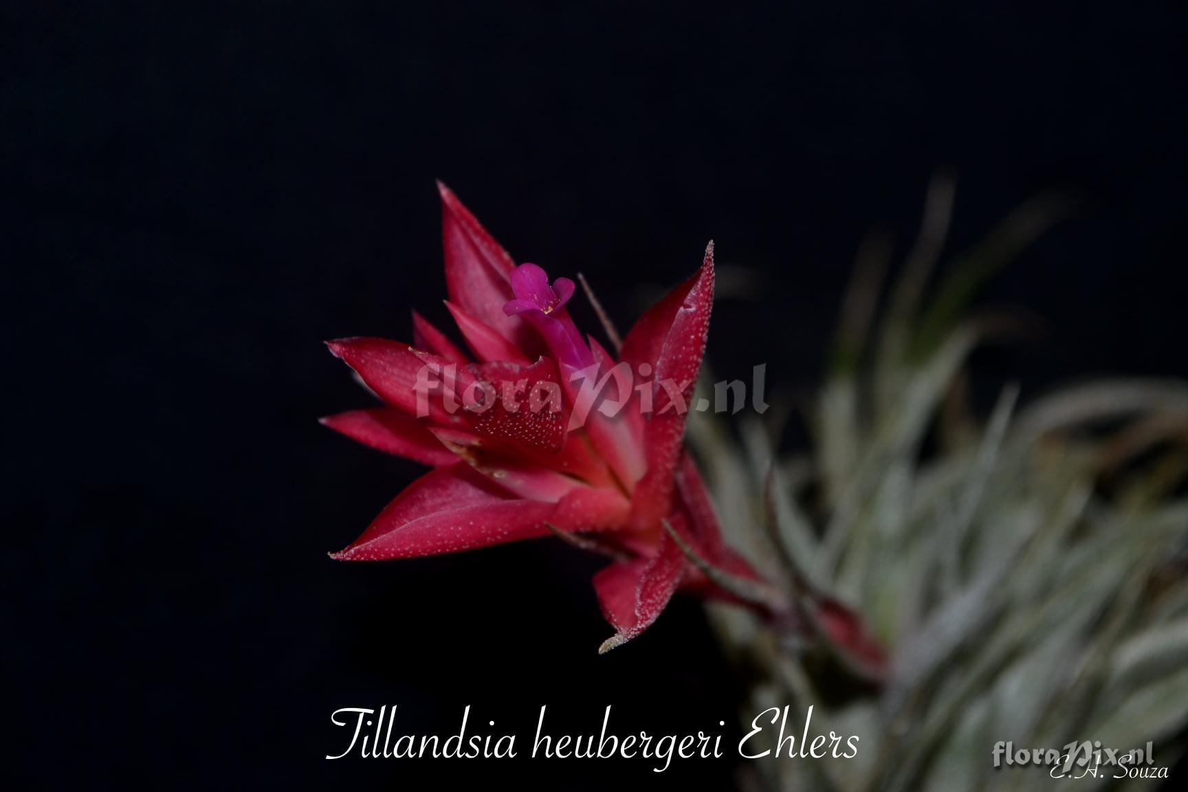 Tillandsia heubergeri