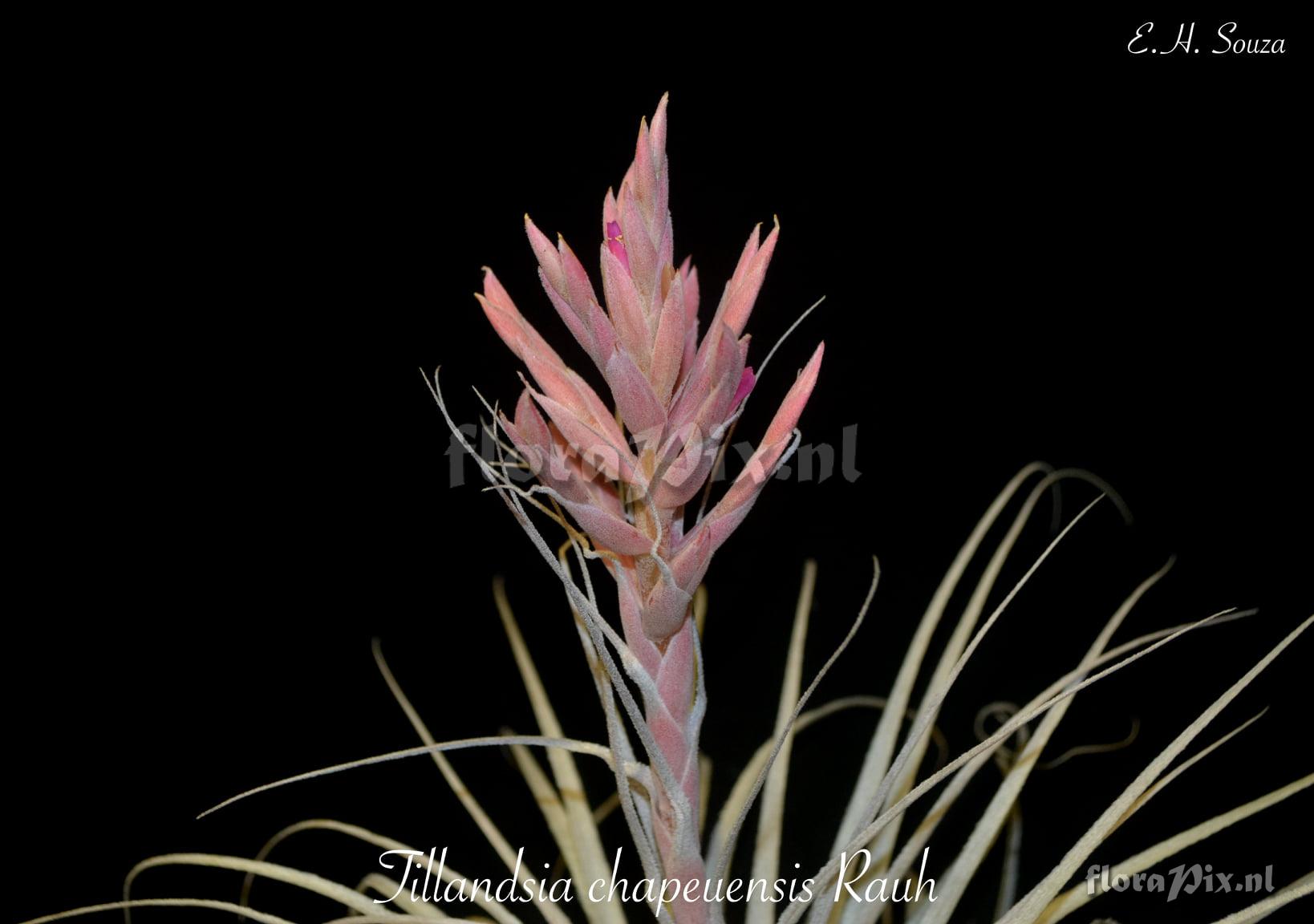 Tillandsia chapeuensis