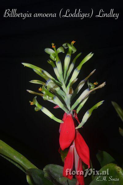 Billbergia amoena