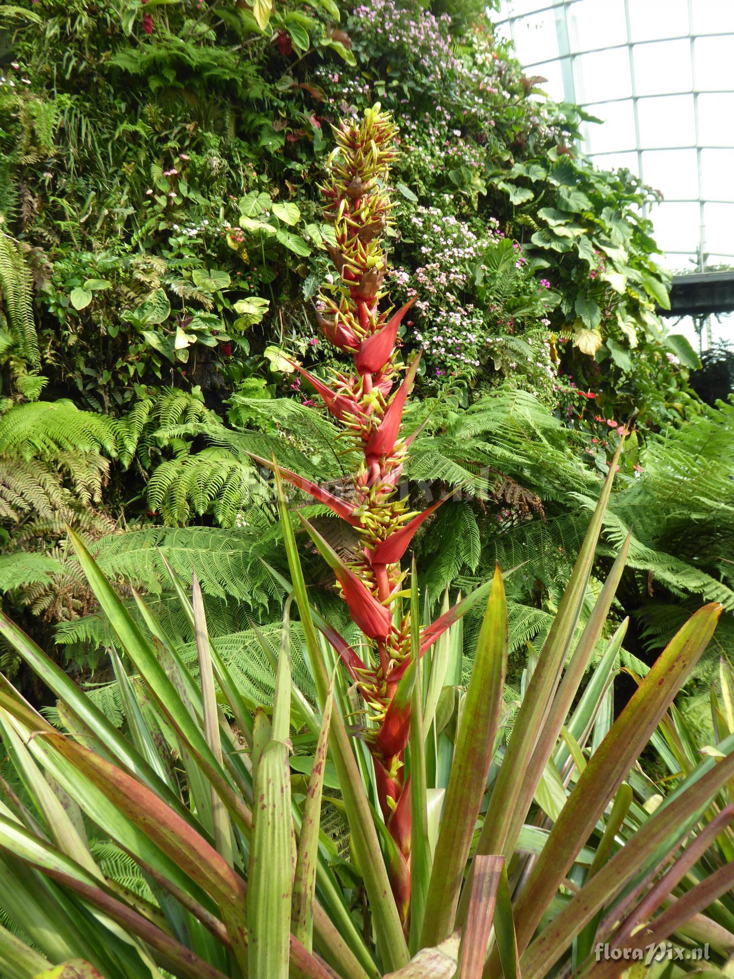 Guzmania ekmanii