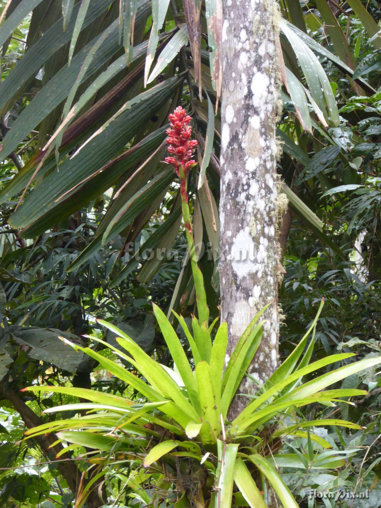 Guzmania kentii