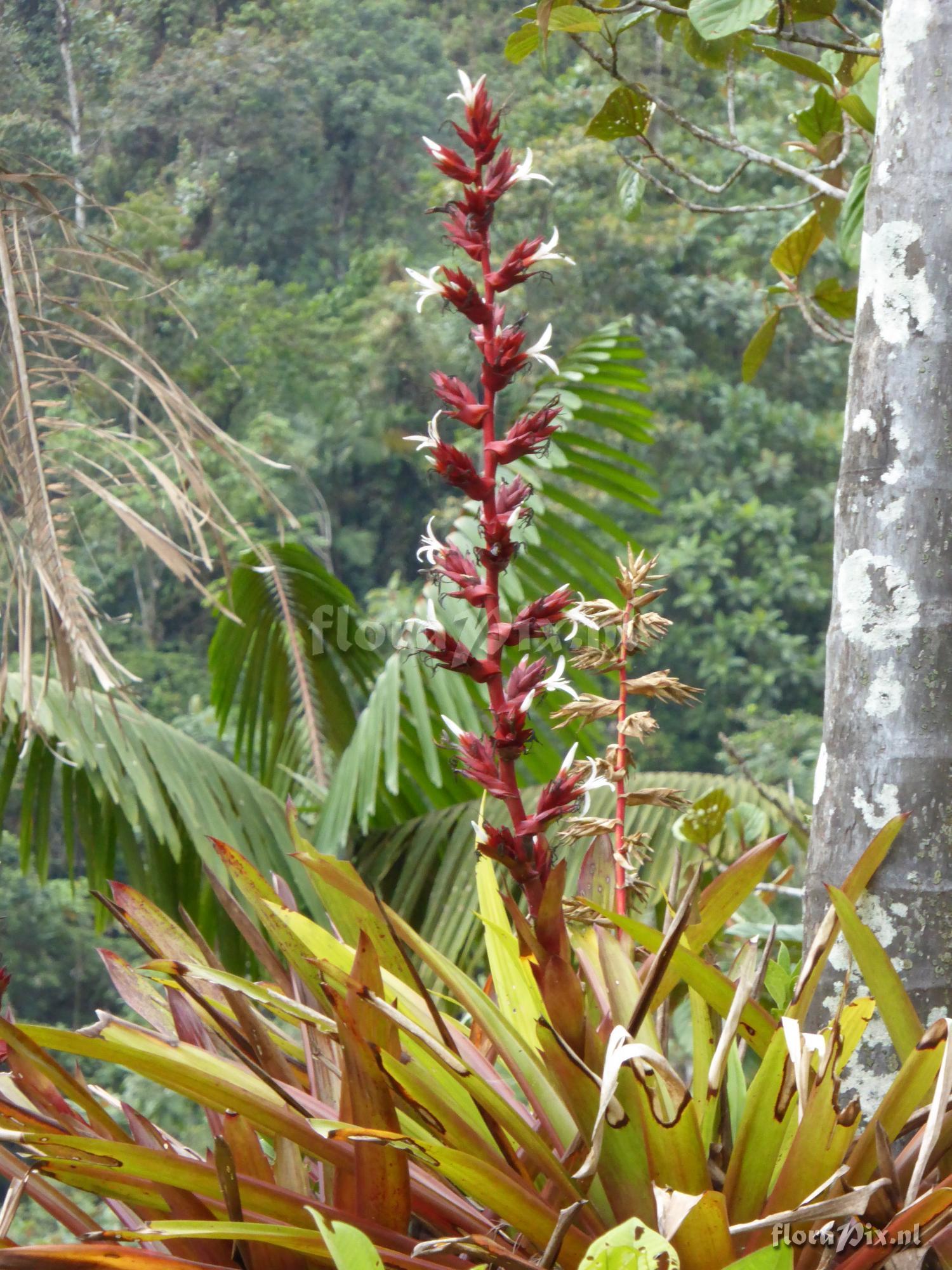 Guzmania lehmanniana