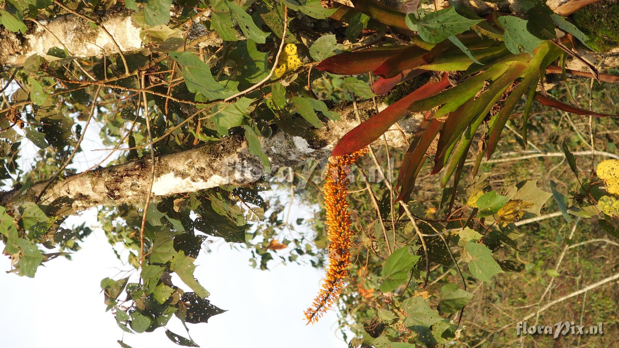 Aechmea latifolia