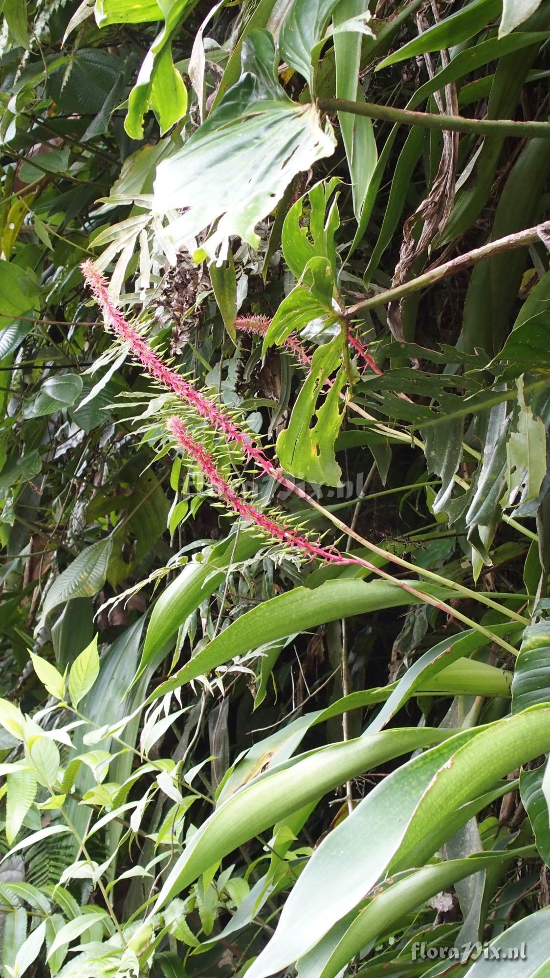 Pitcairnia multiflora