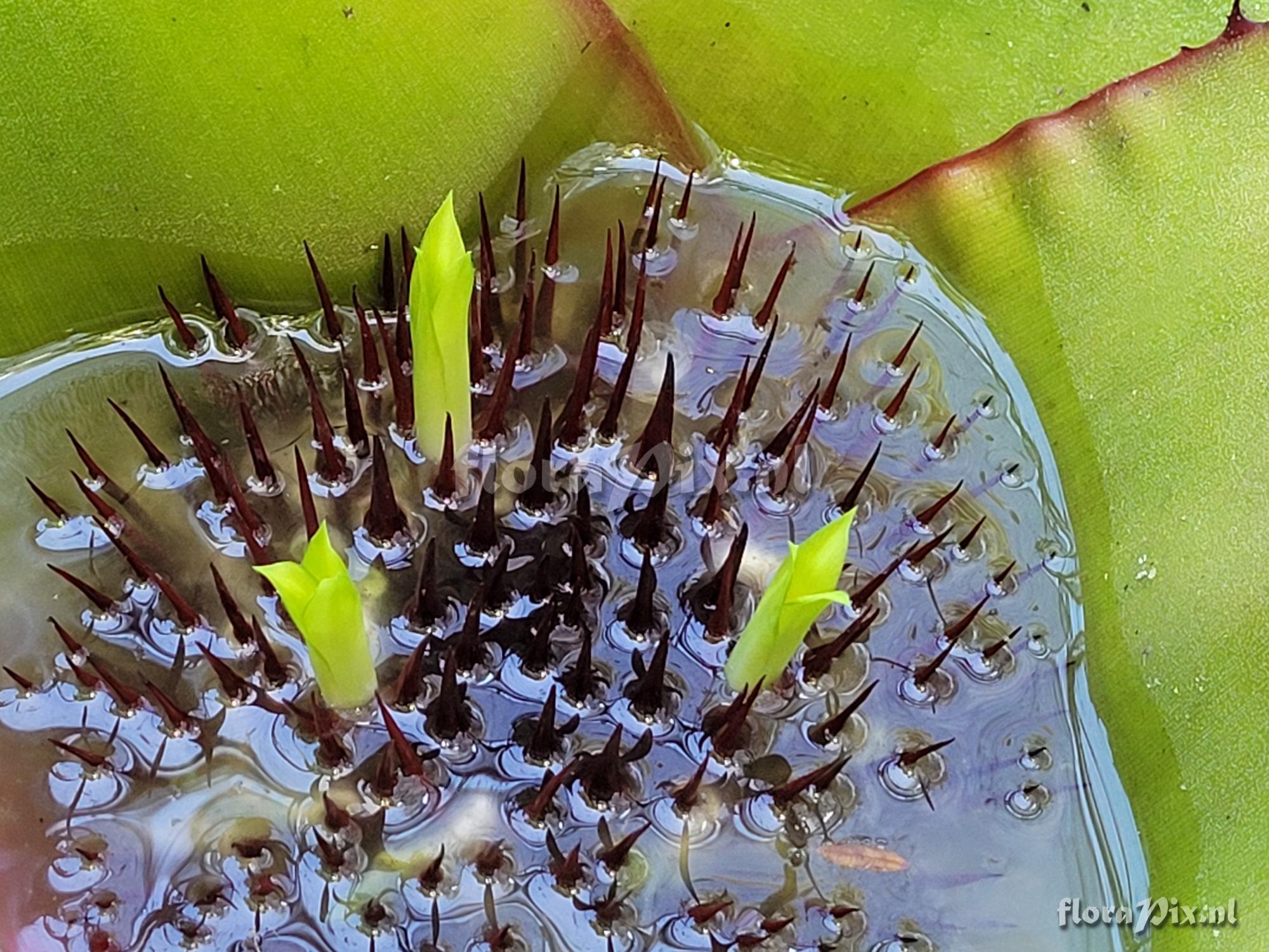 Neoregelia viridovinosa