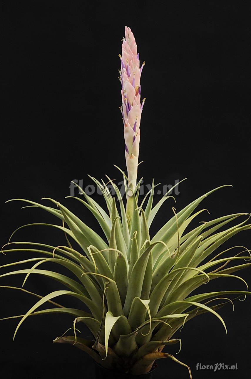 Tillandsia peruviana