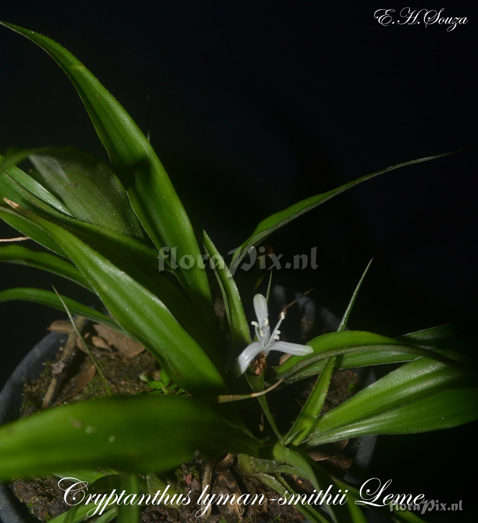 Cryptanthus lymansmithii