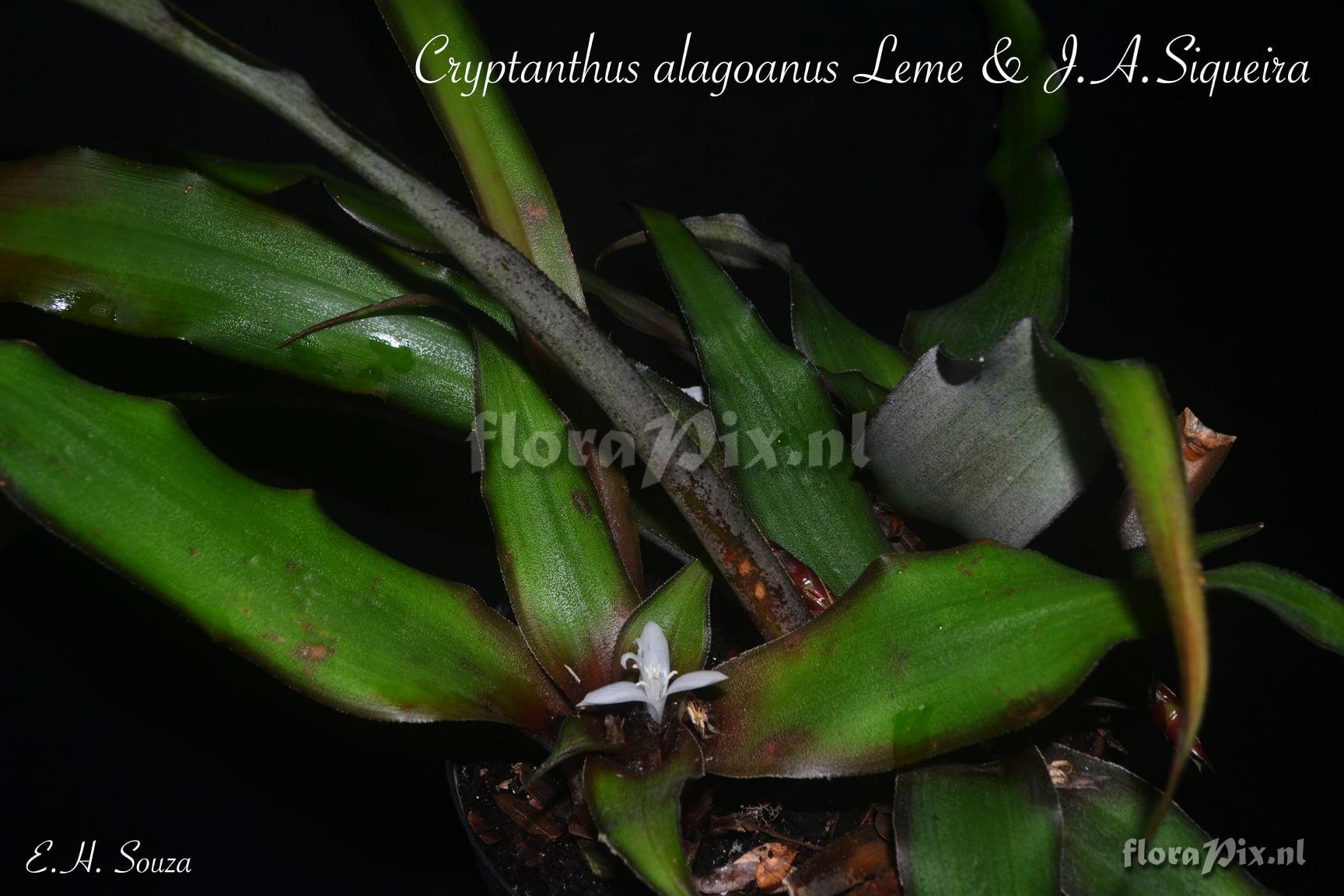 Cryptanthus alagoanus