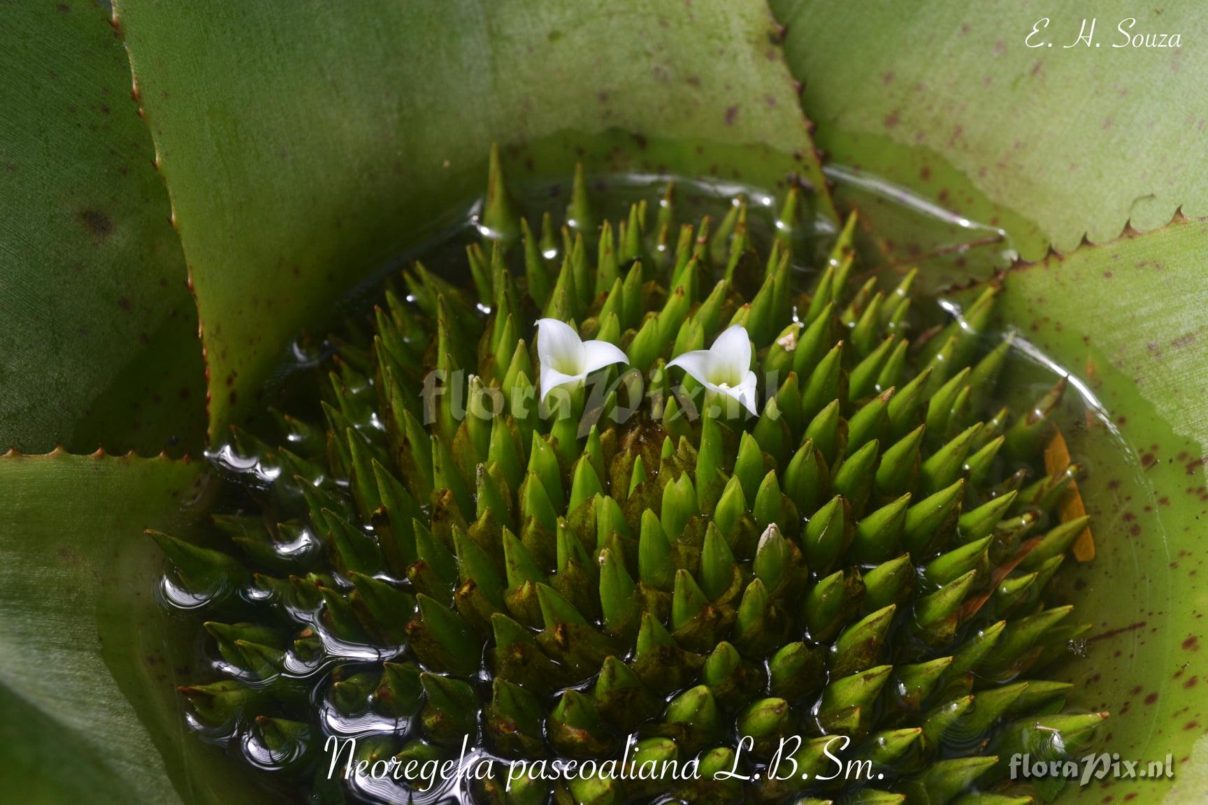 Neoregelia pascoaliana