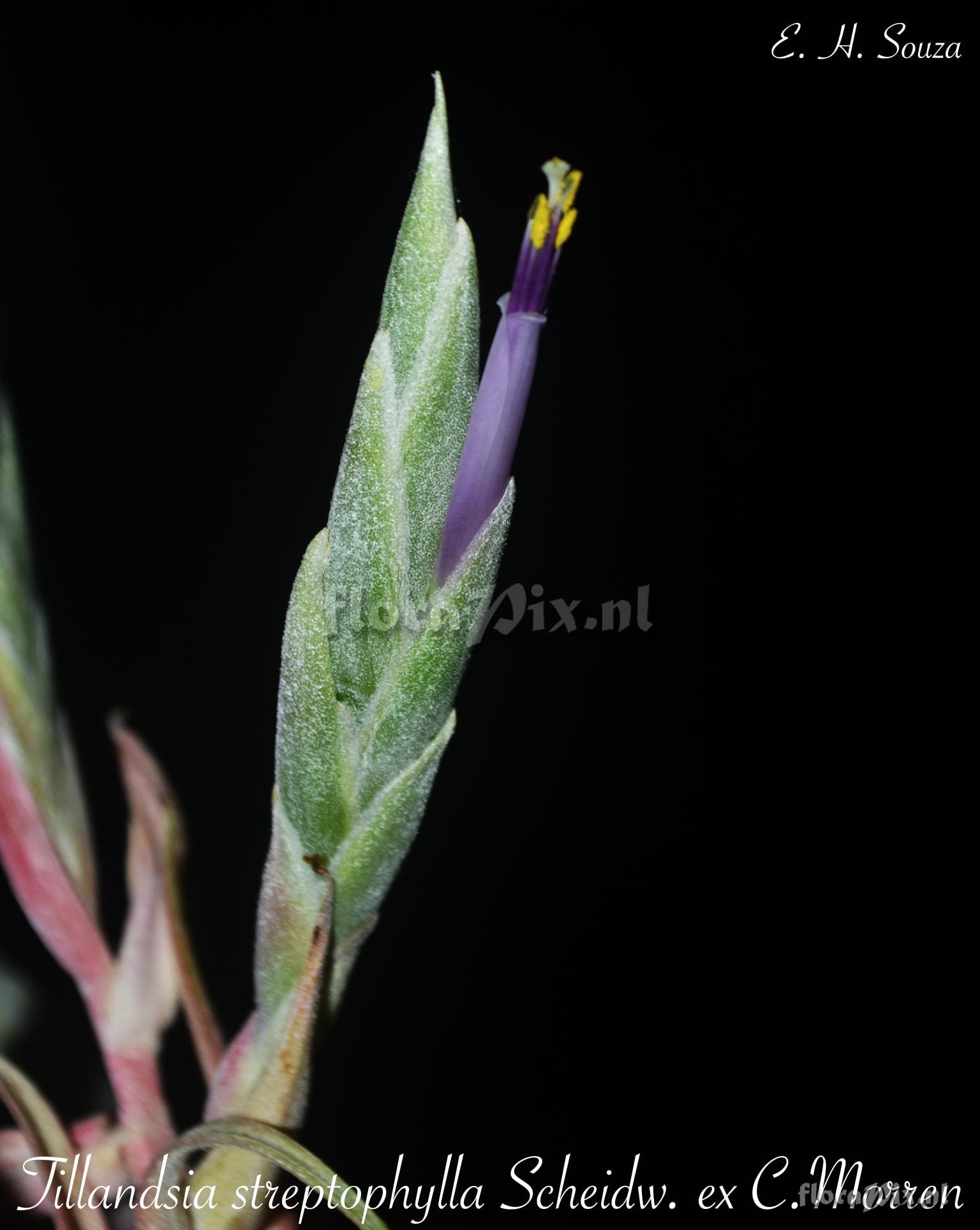 Tillandsia streptophylla