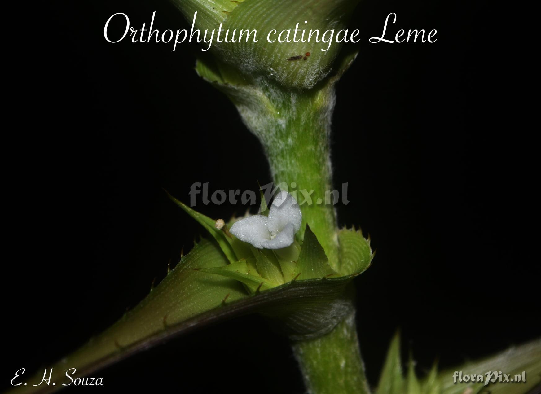 Orthophytum catingae