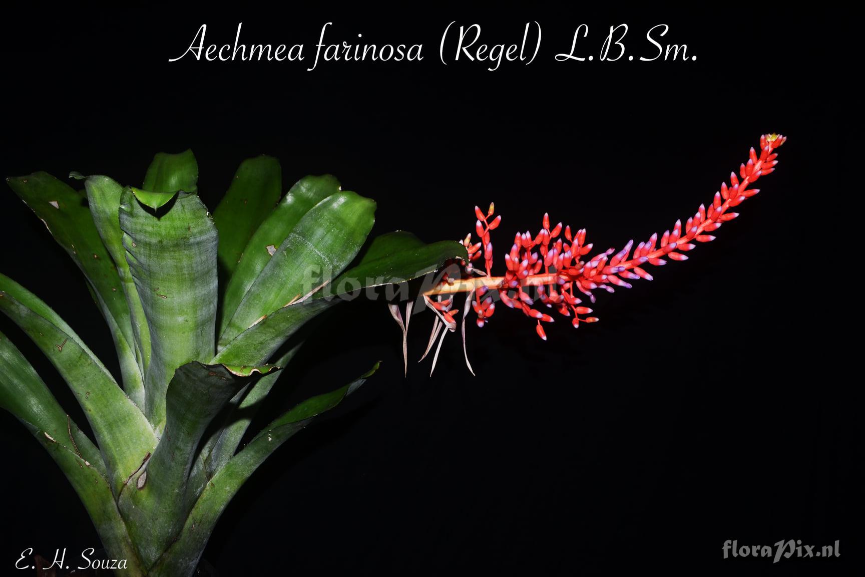 Aechmea farinosa