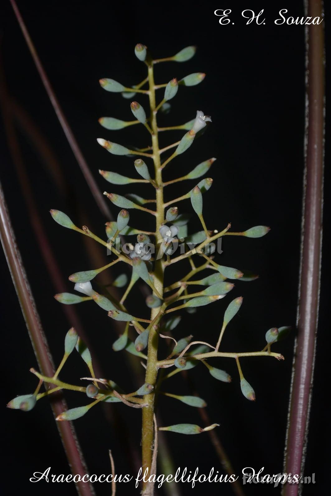 Araeococcus flagellifolius