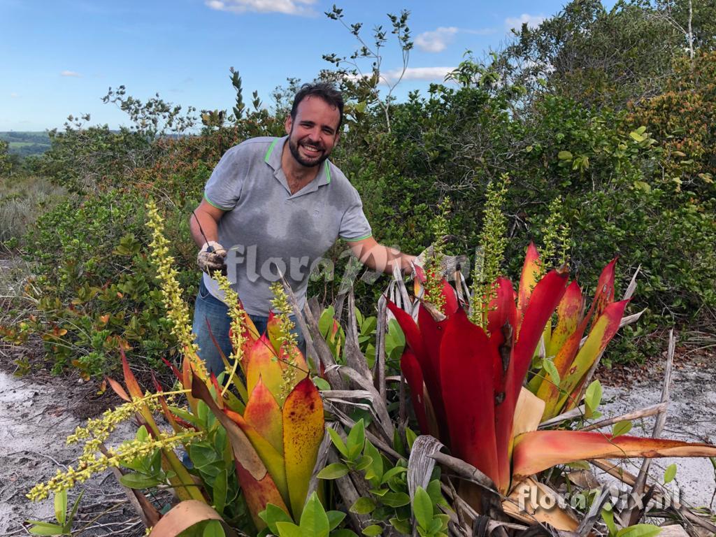 Aechmea ampla