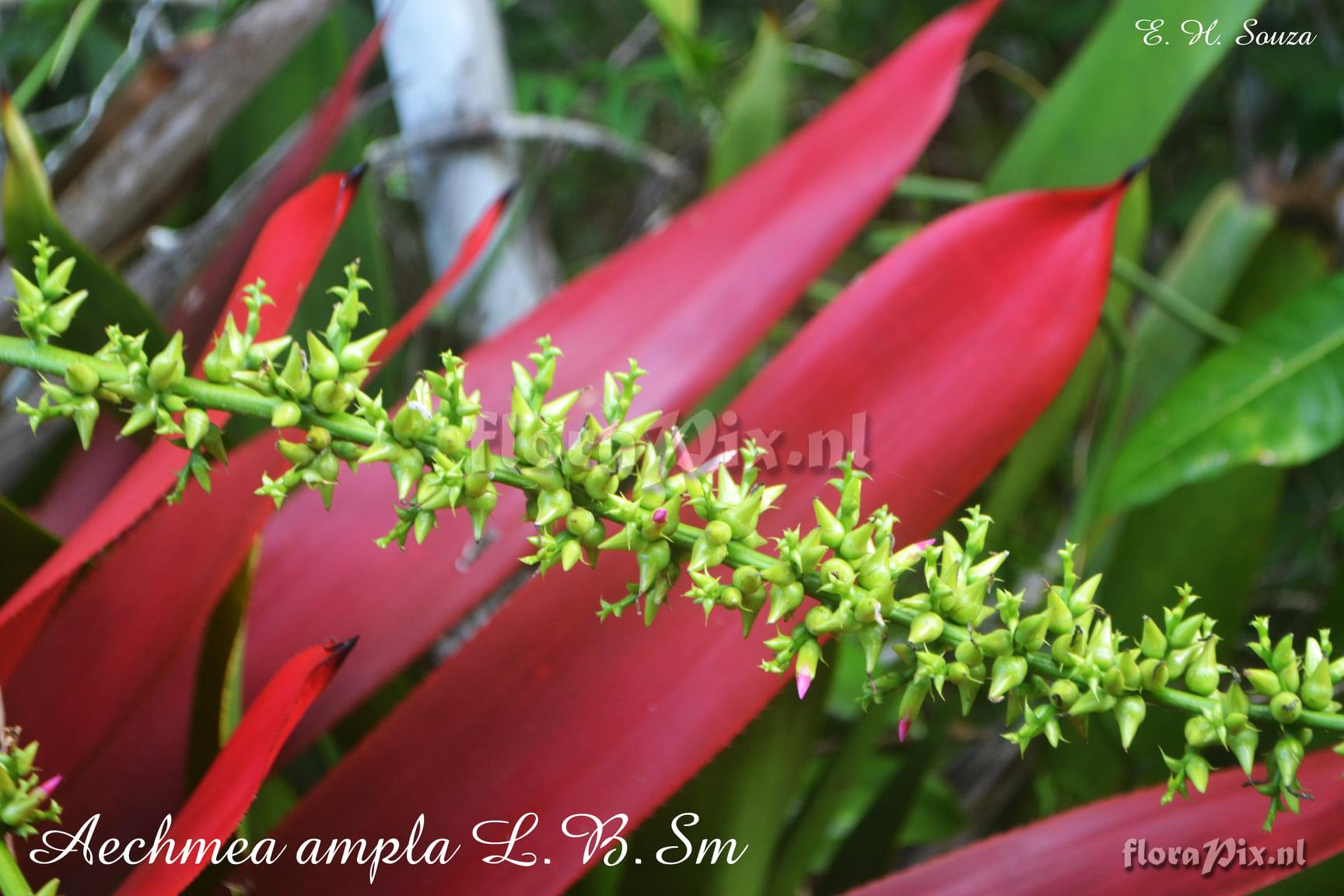 Aechmea ampla