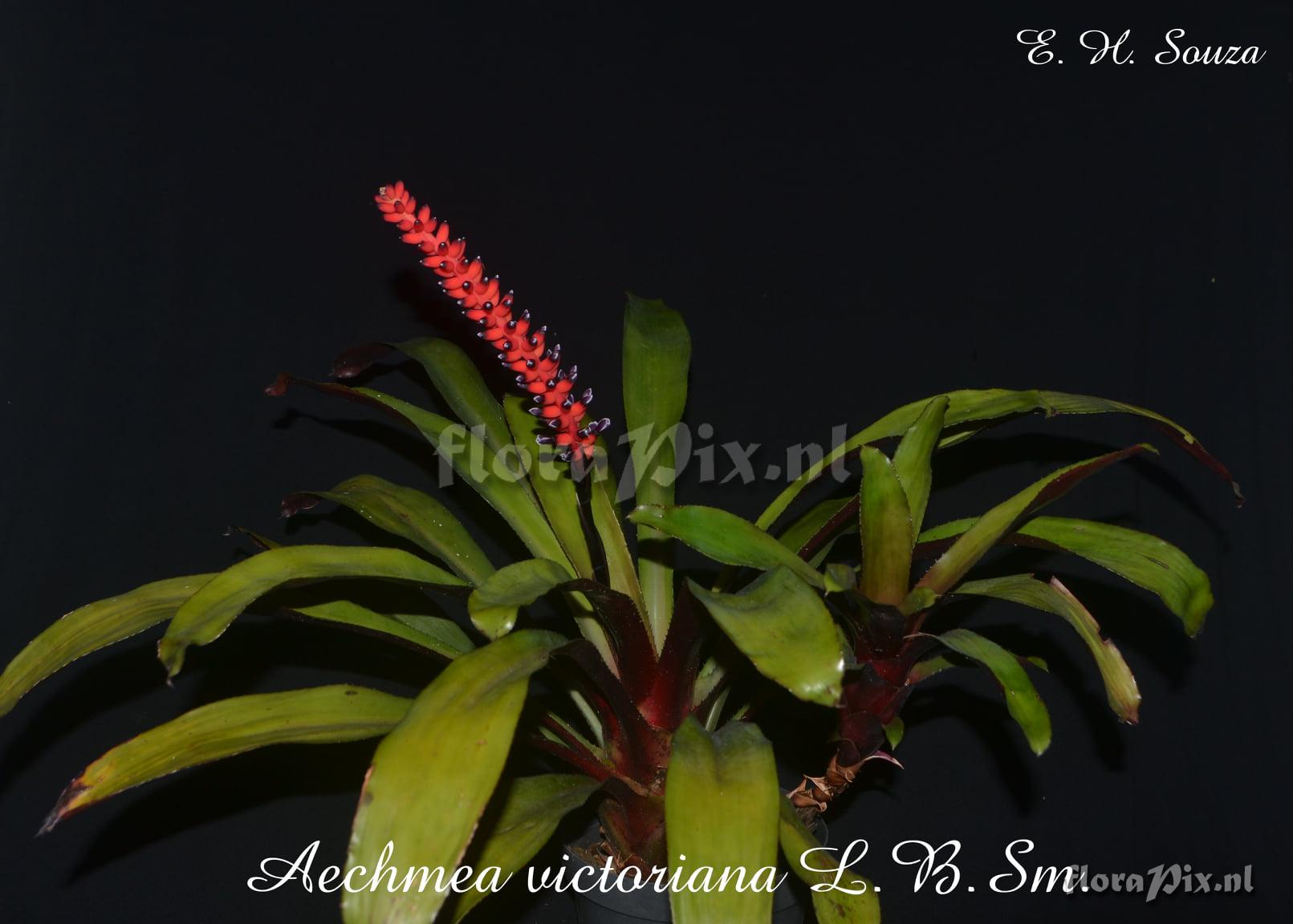 Aechmea victoriana