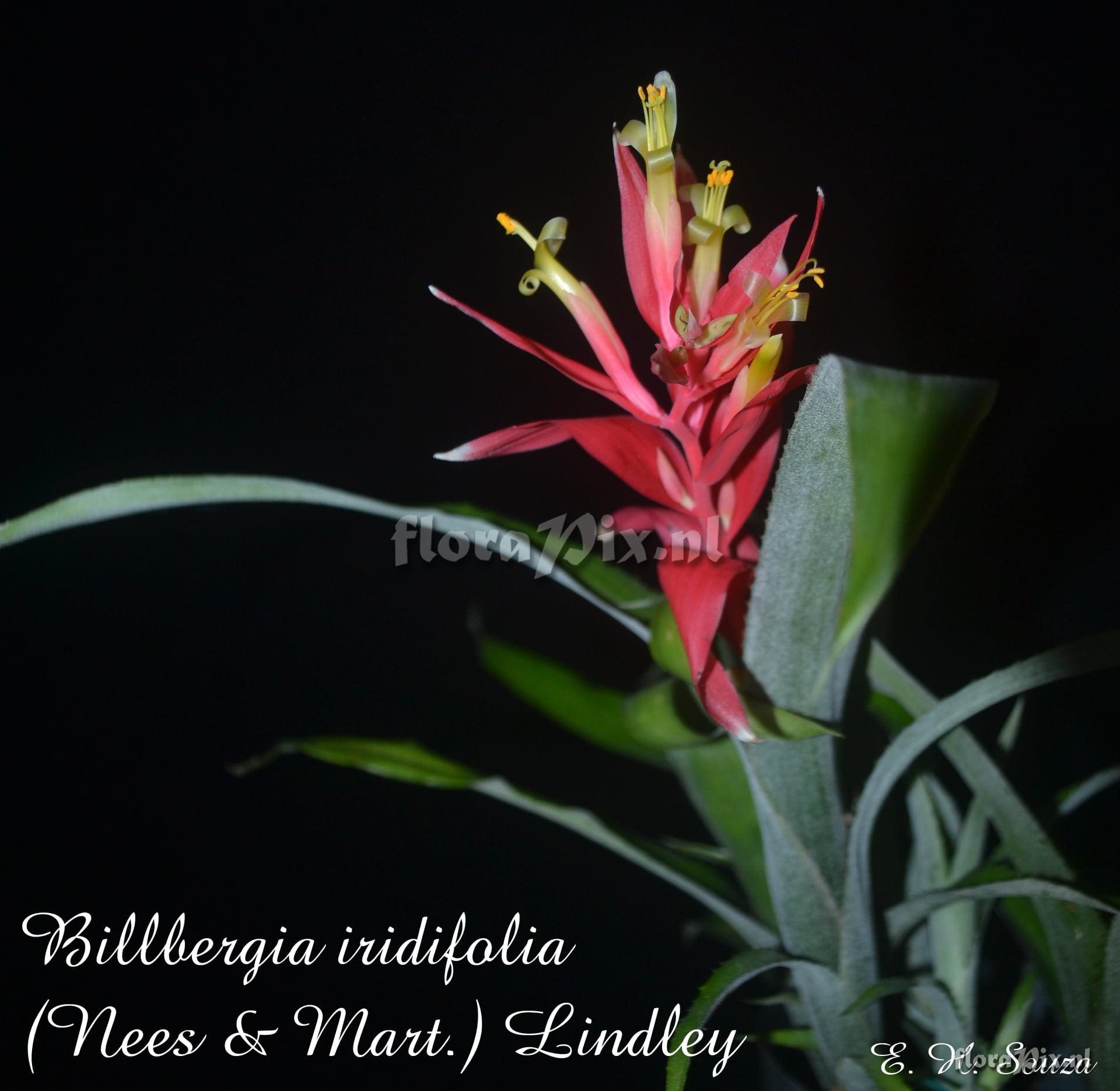 Billbergia iridifolia