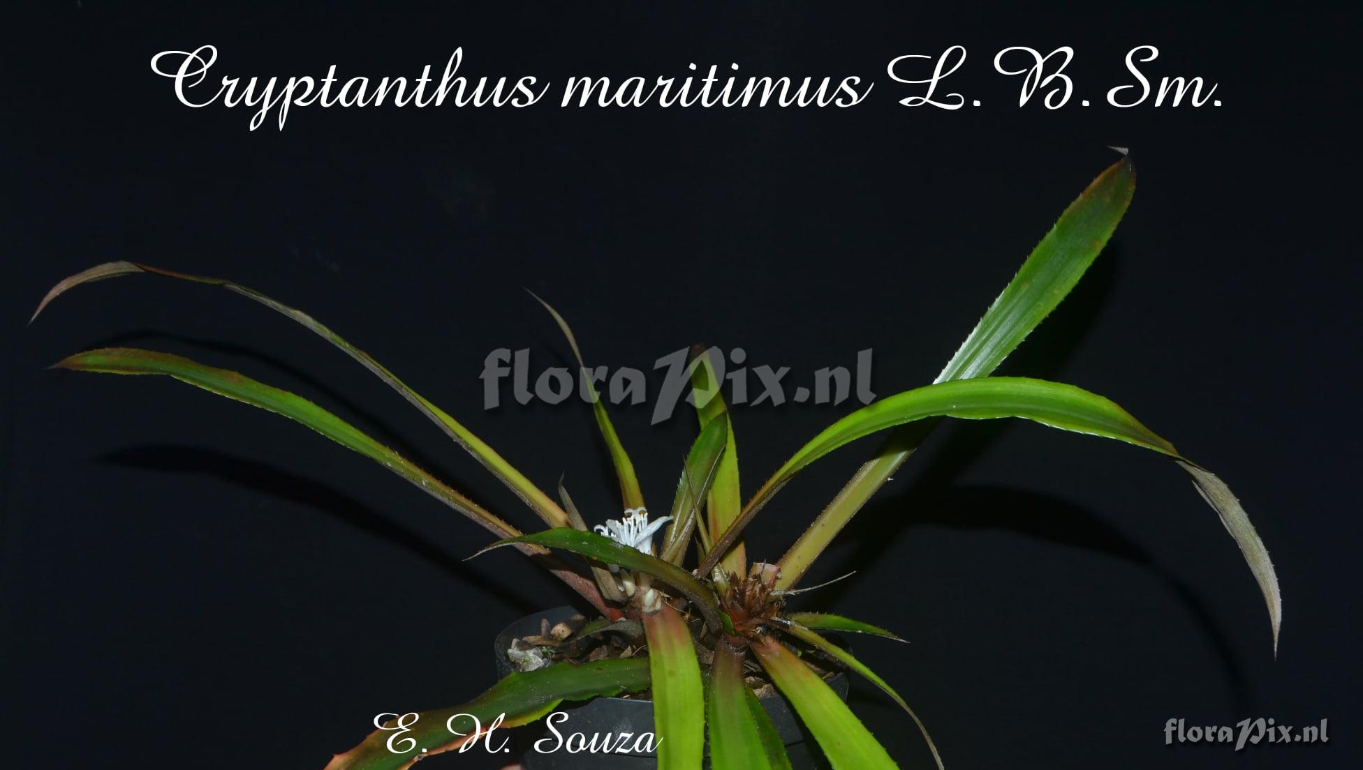 Cryptanthus maritimus