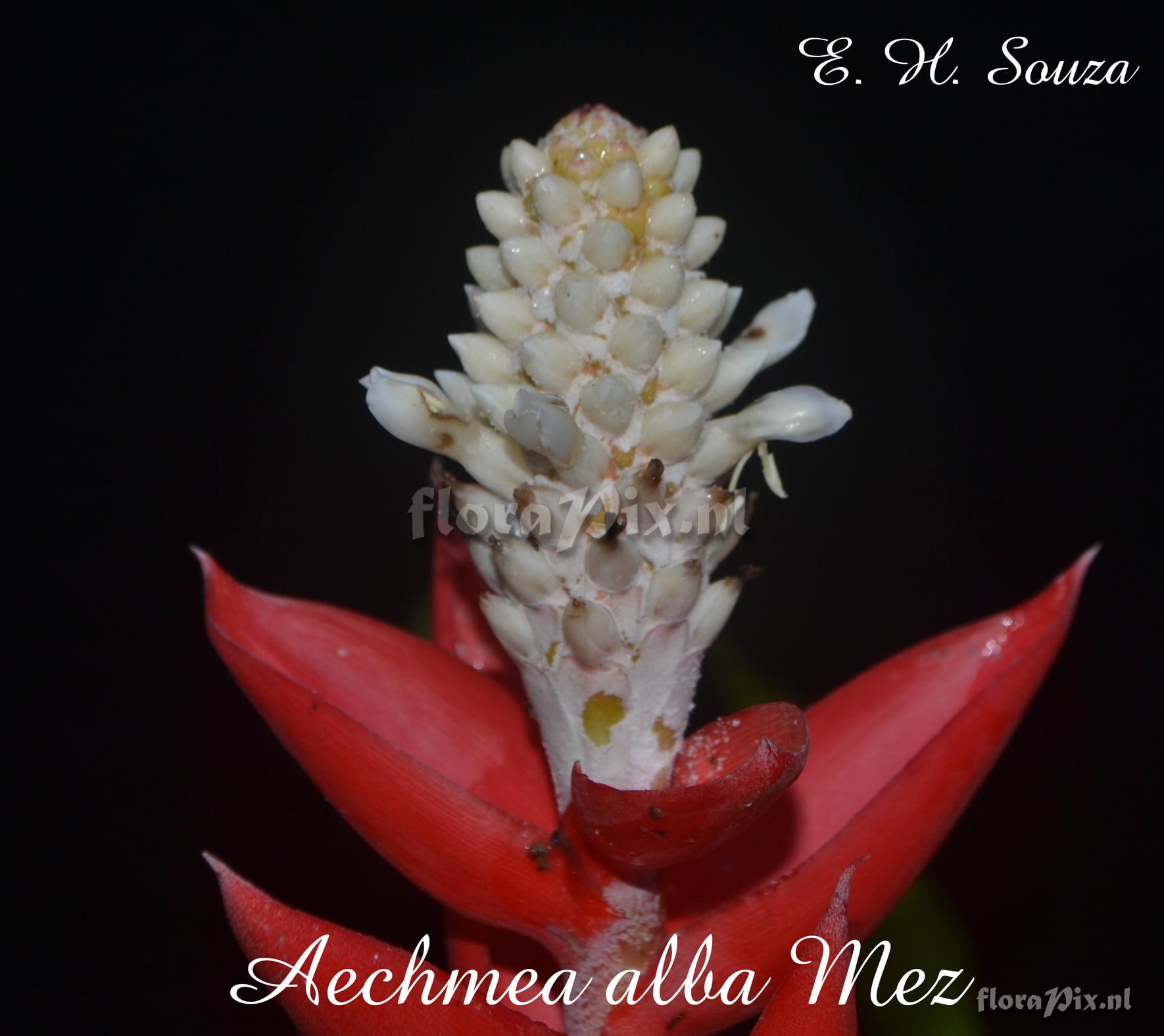 Aechmea alba