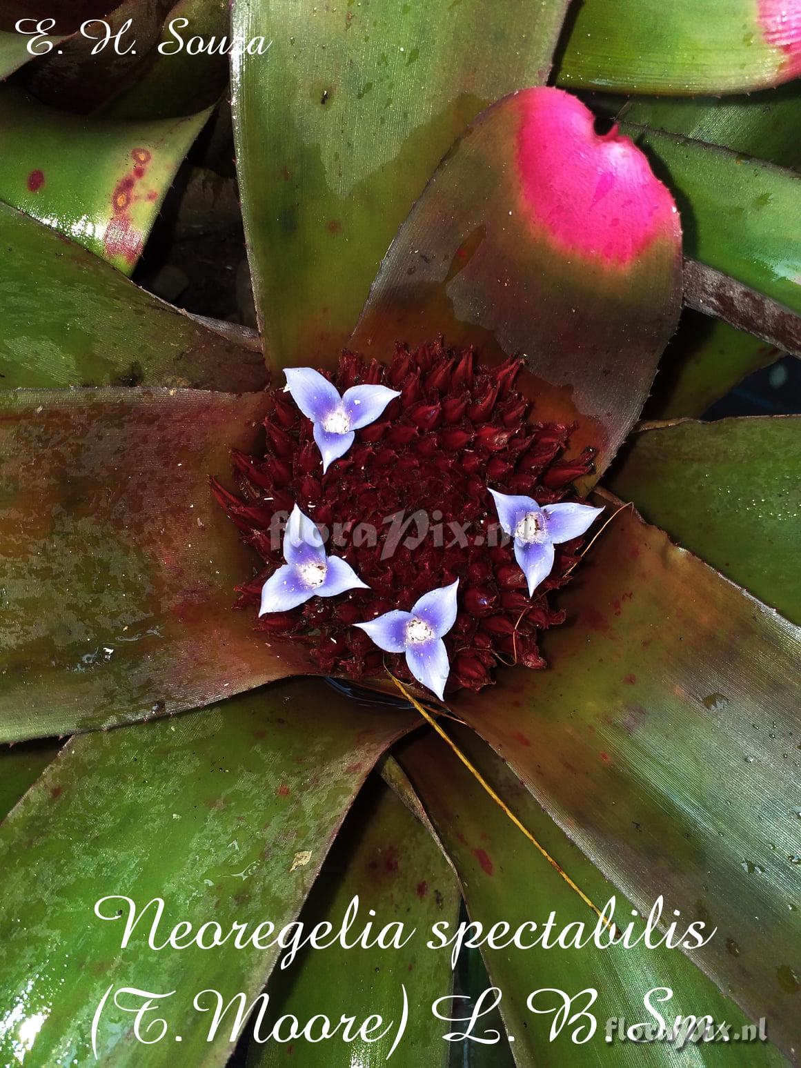 Neoregelia spectabilis