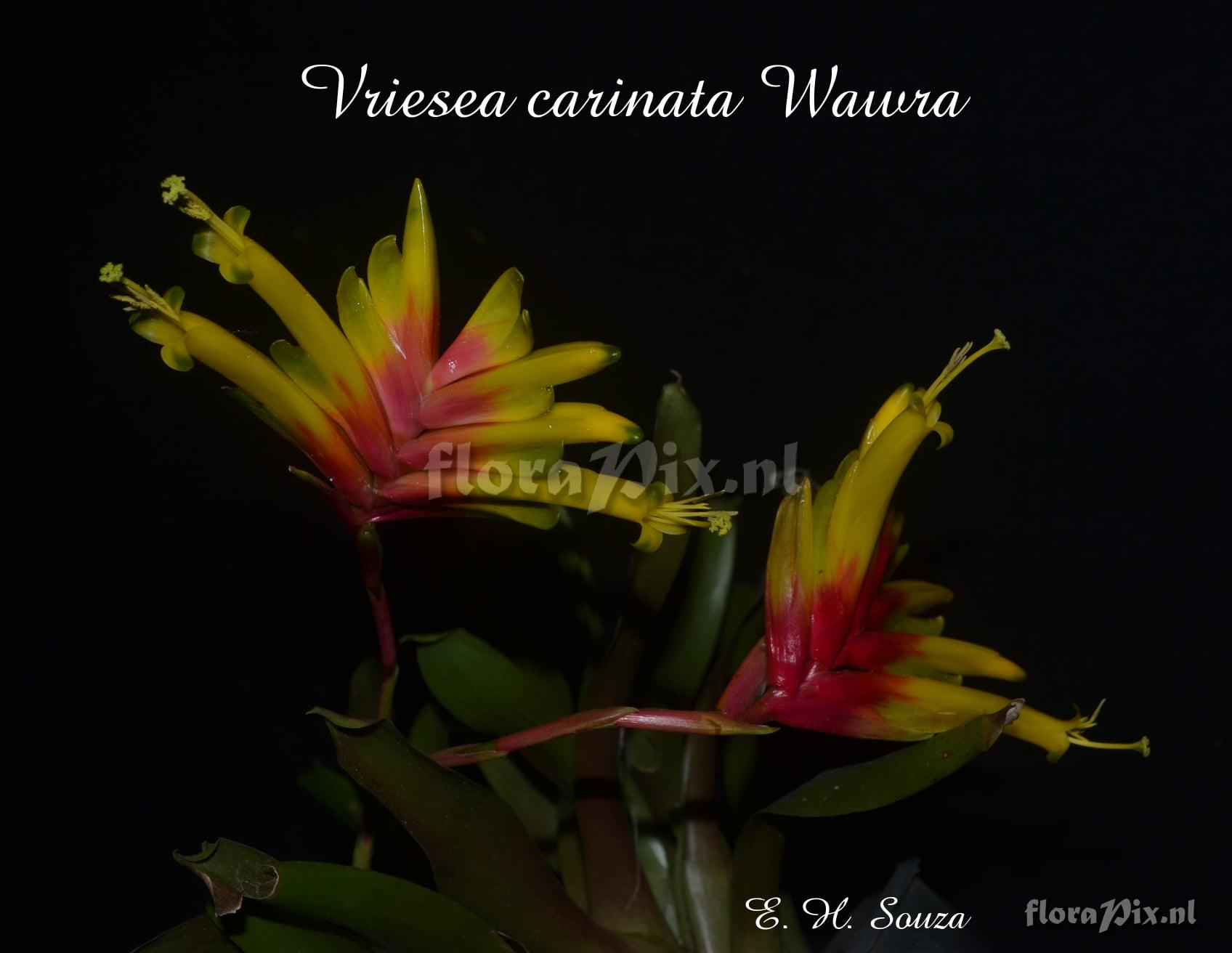 Vriesea carinata