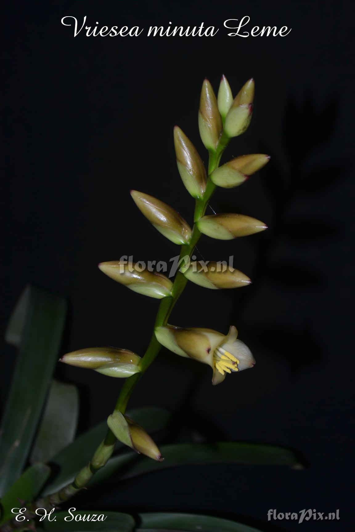 Vriesea minuta