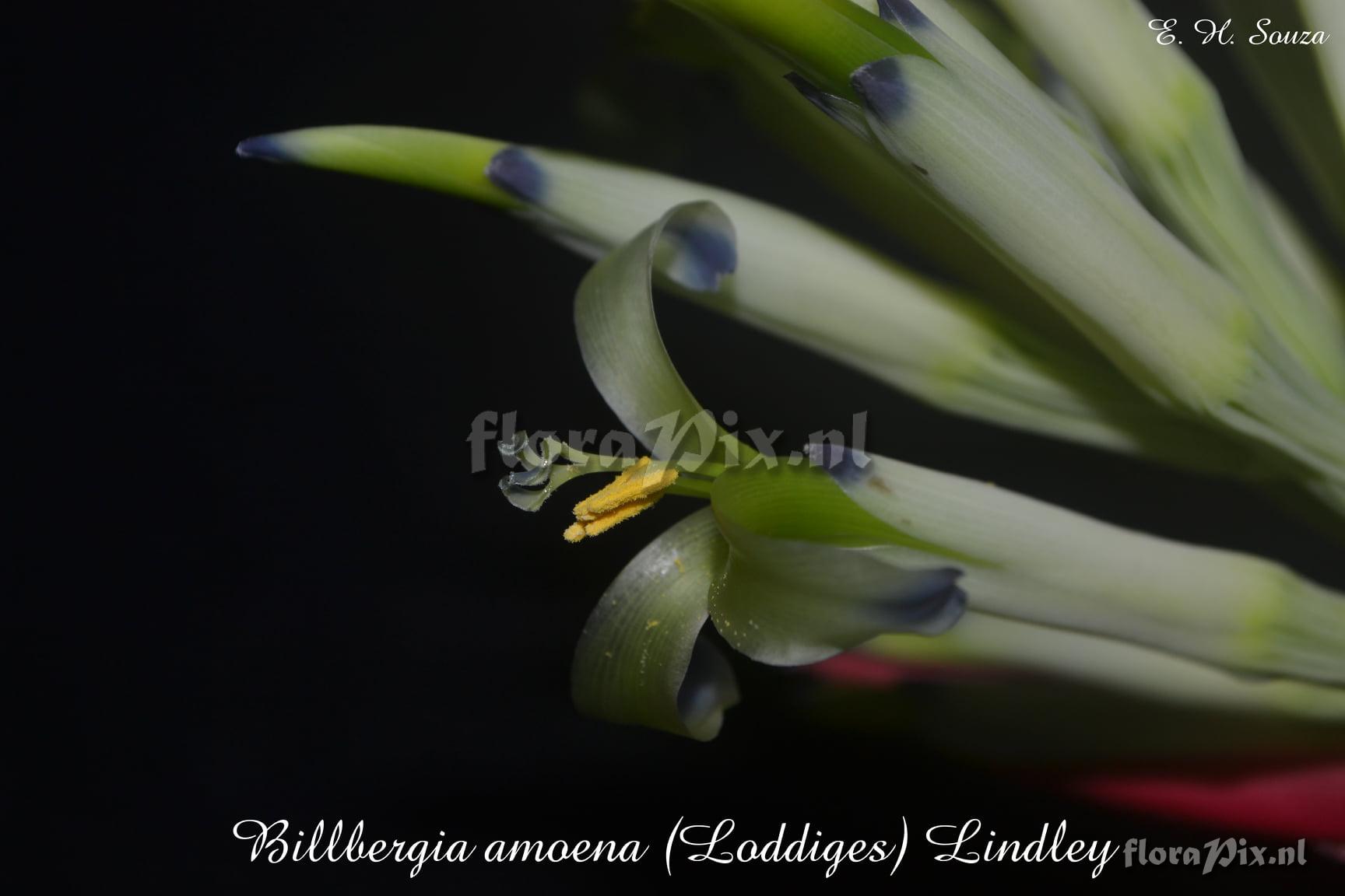 Billbergia amoena