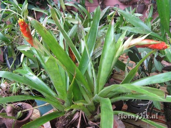 Guzmania donnell-smithii