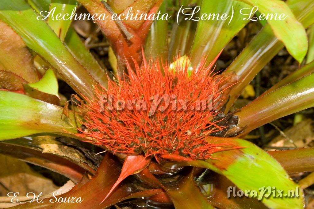 Aechmea echinata