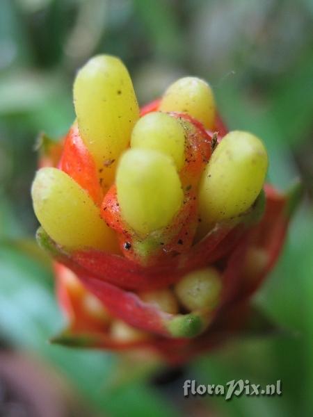 Guzmania donnell-smithii