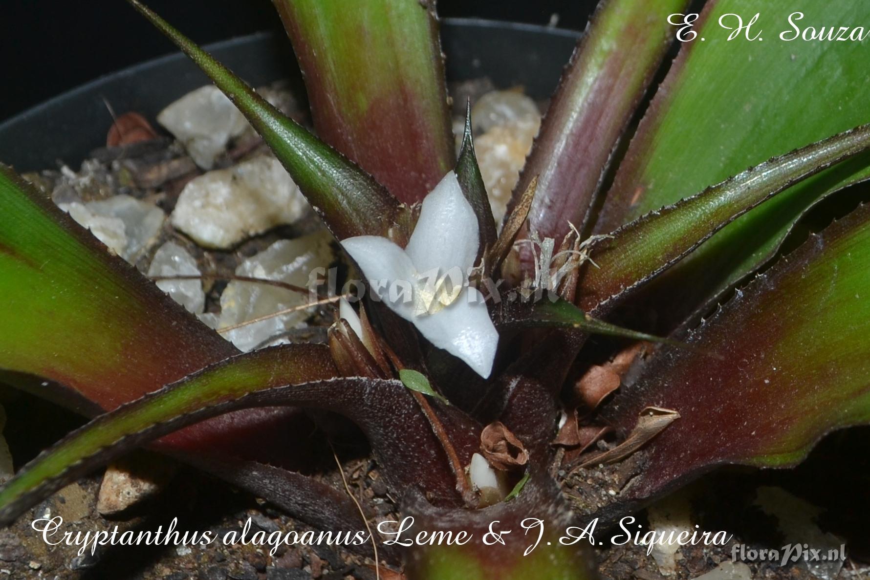 Cryptanthus alagoanus