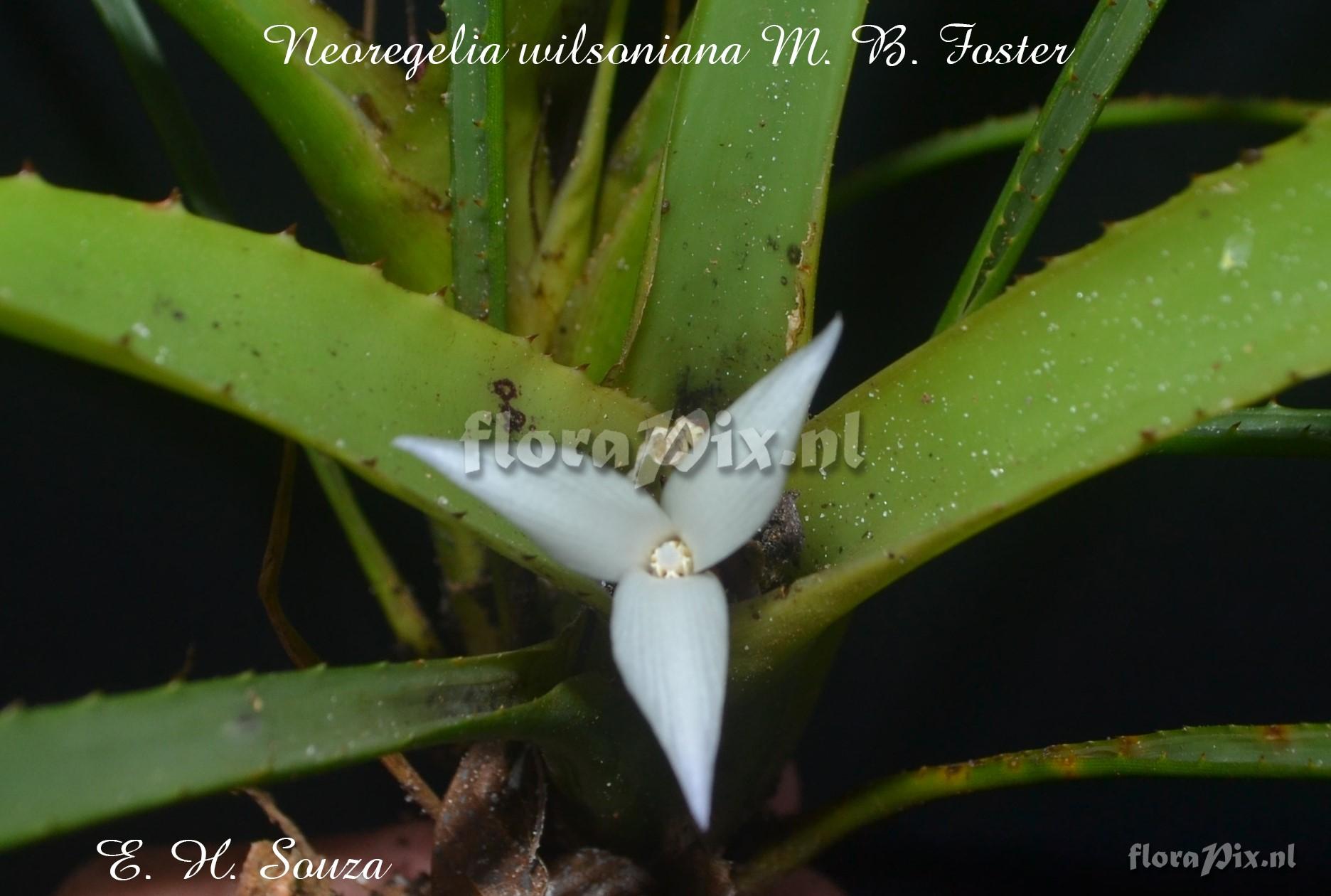 Neoregelia wilsoniana