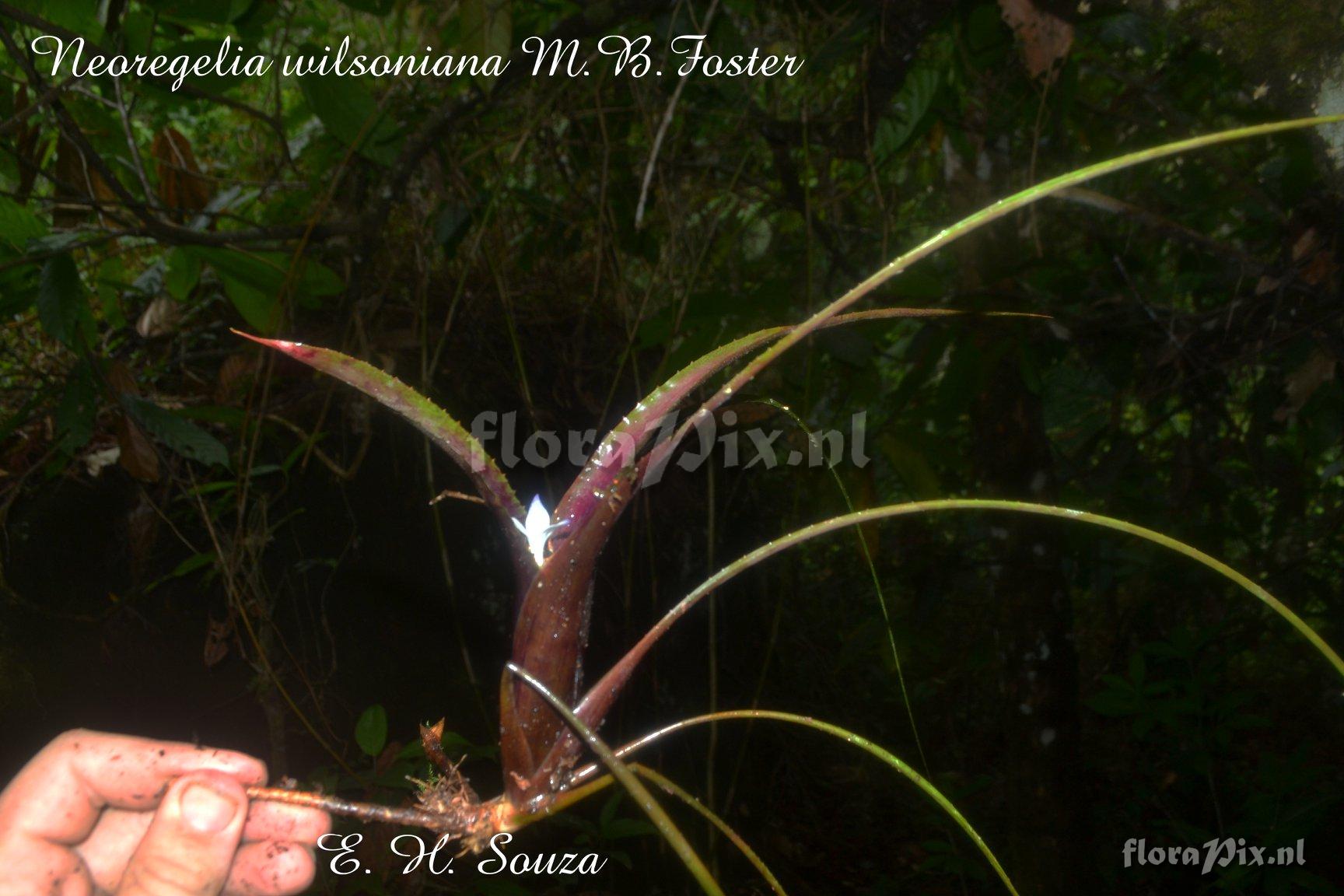 Neoregelia wilsoniana