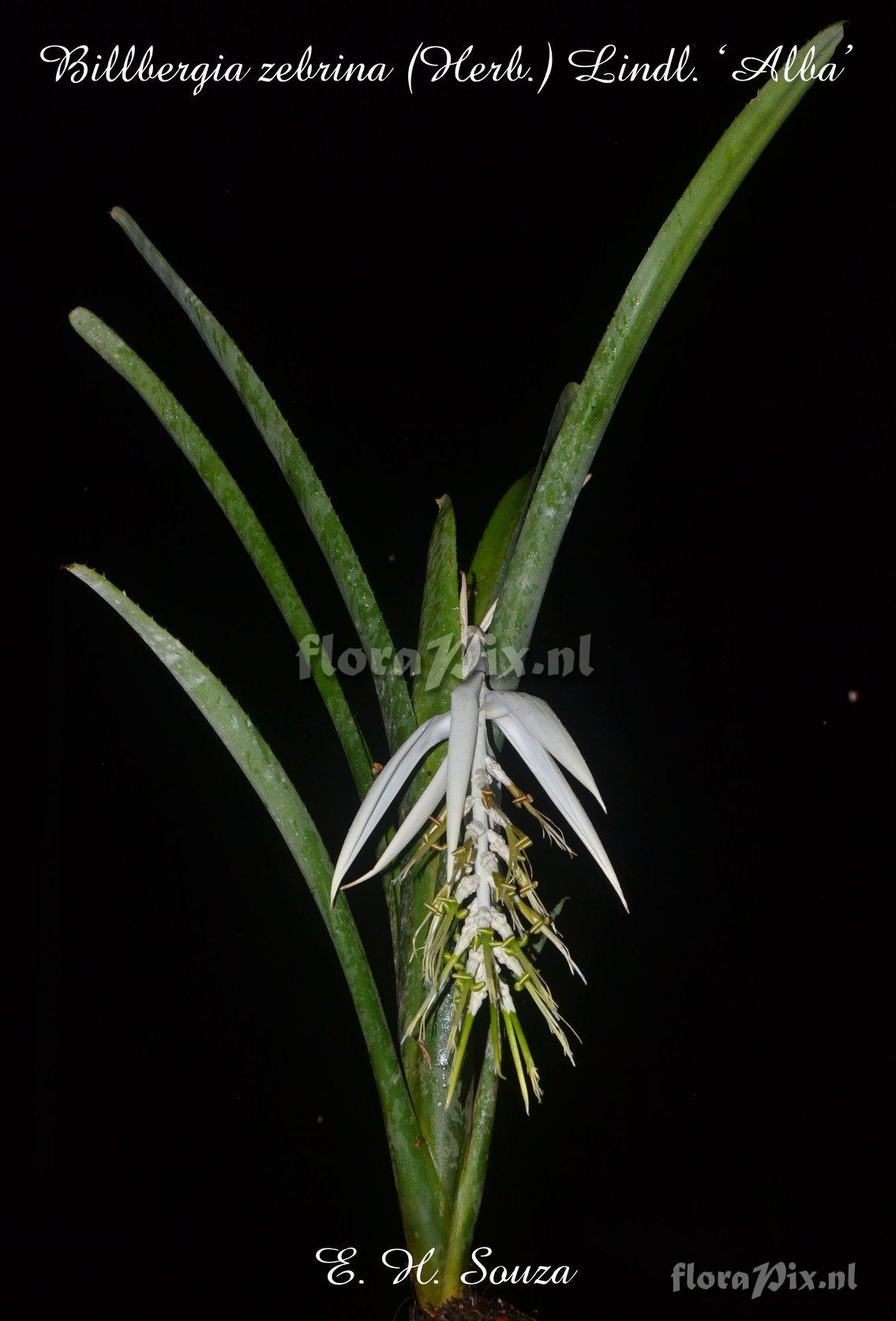 Billbergia zebrina