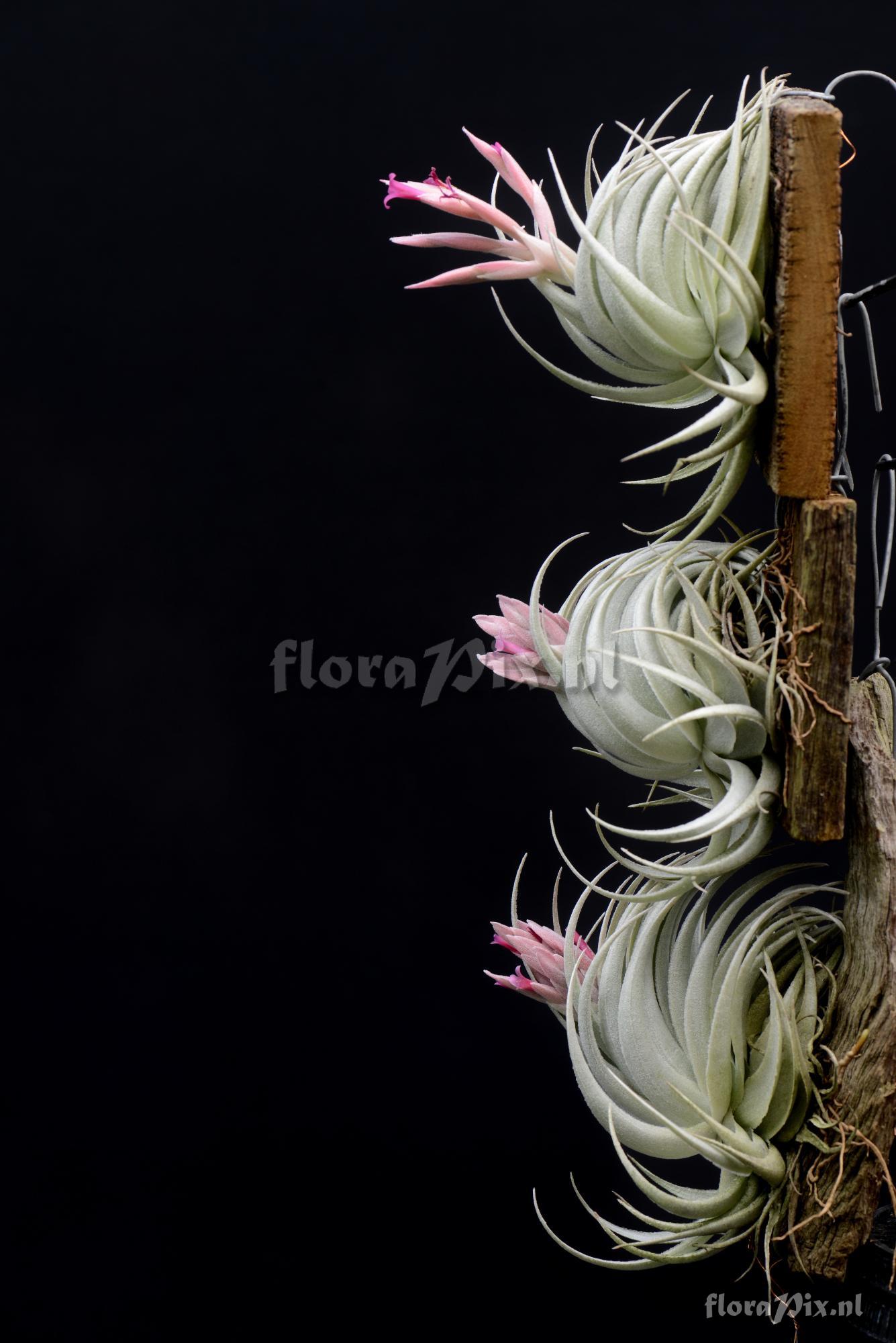 Tillandsia piauiensis