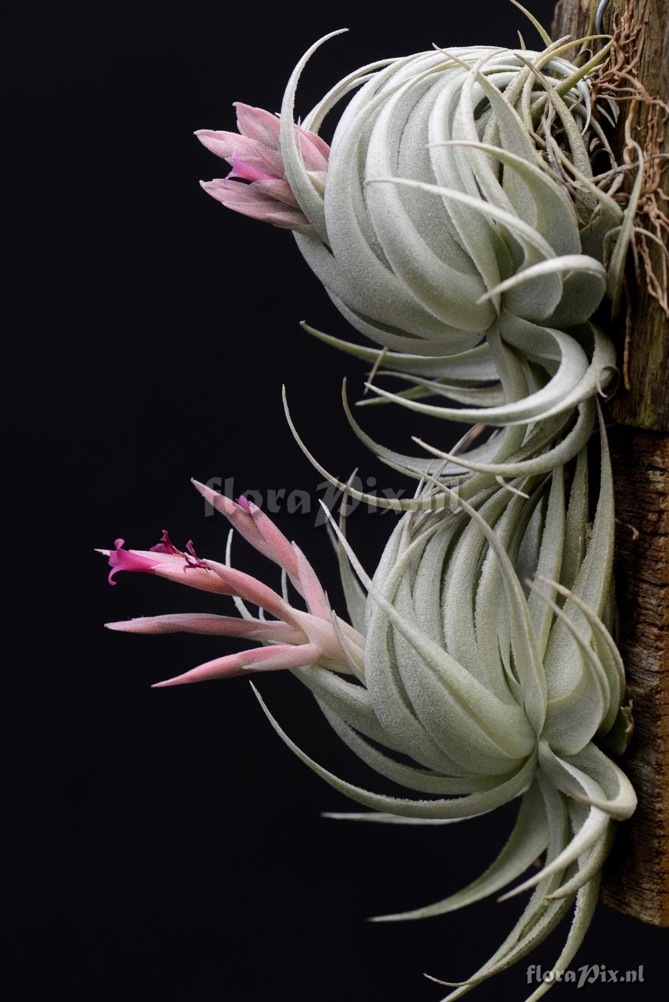 Tillandsia piauiensis